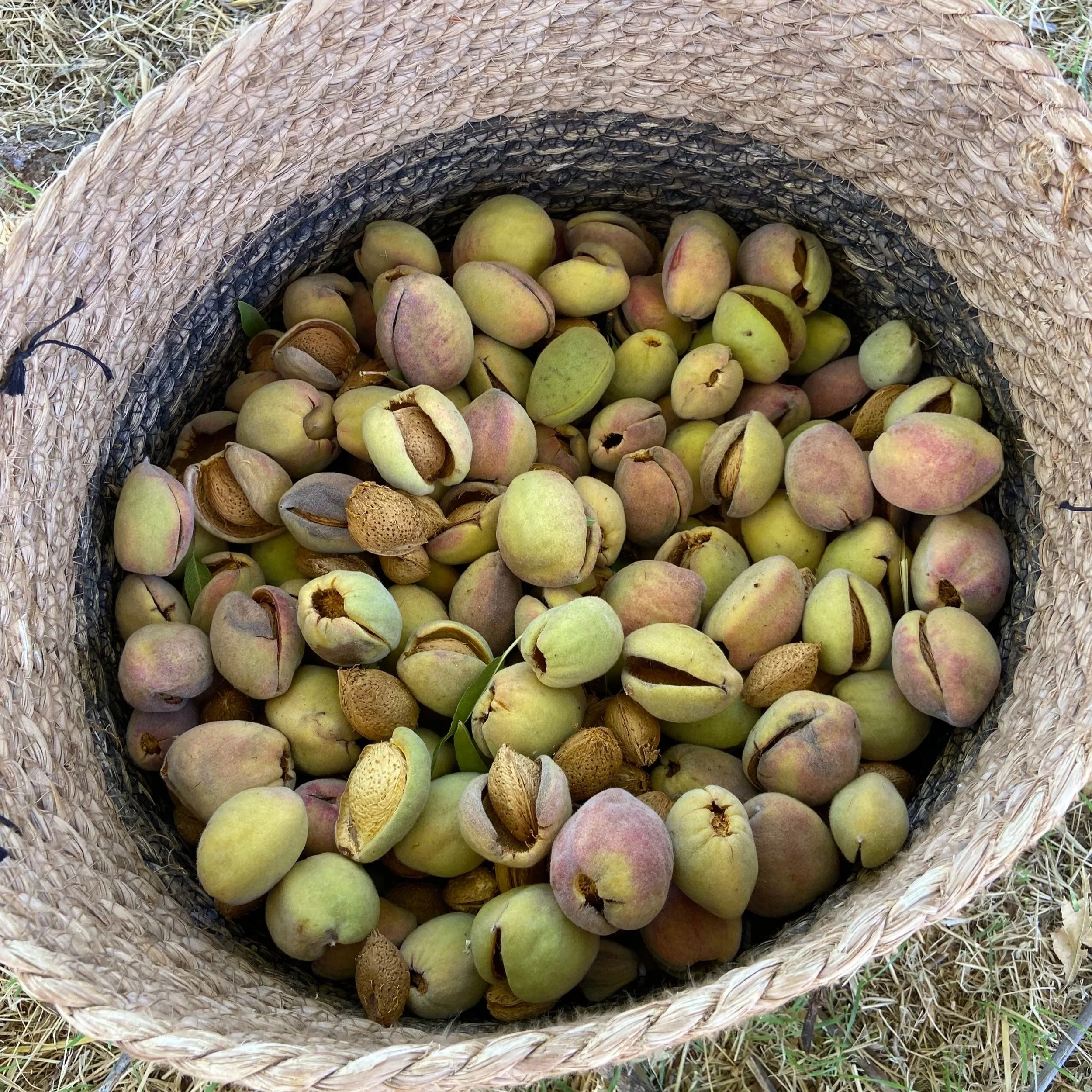 basket of almonds with their husks on