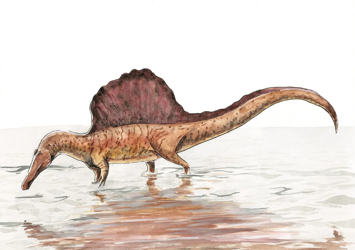 Hand drawn paleoart of a spinosaurus aegypticus wading through water.