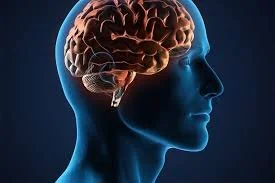 Side view of a human head with a visible brain in a digital illustration.