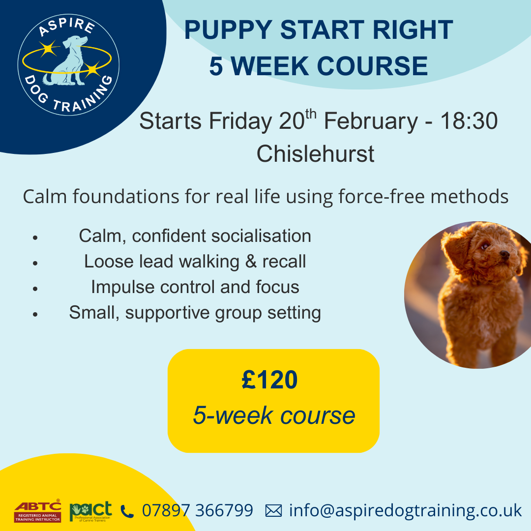 February Puppy Class Friday 18:30 x 5 week course (20/02/26 - 20/03/26)
