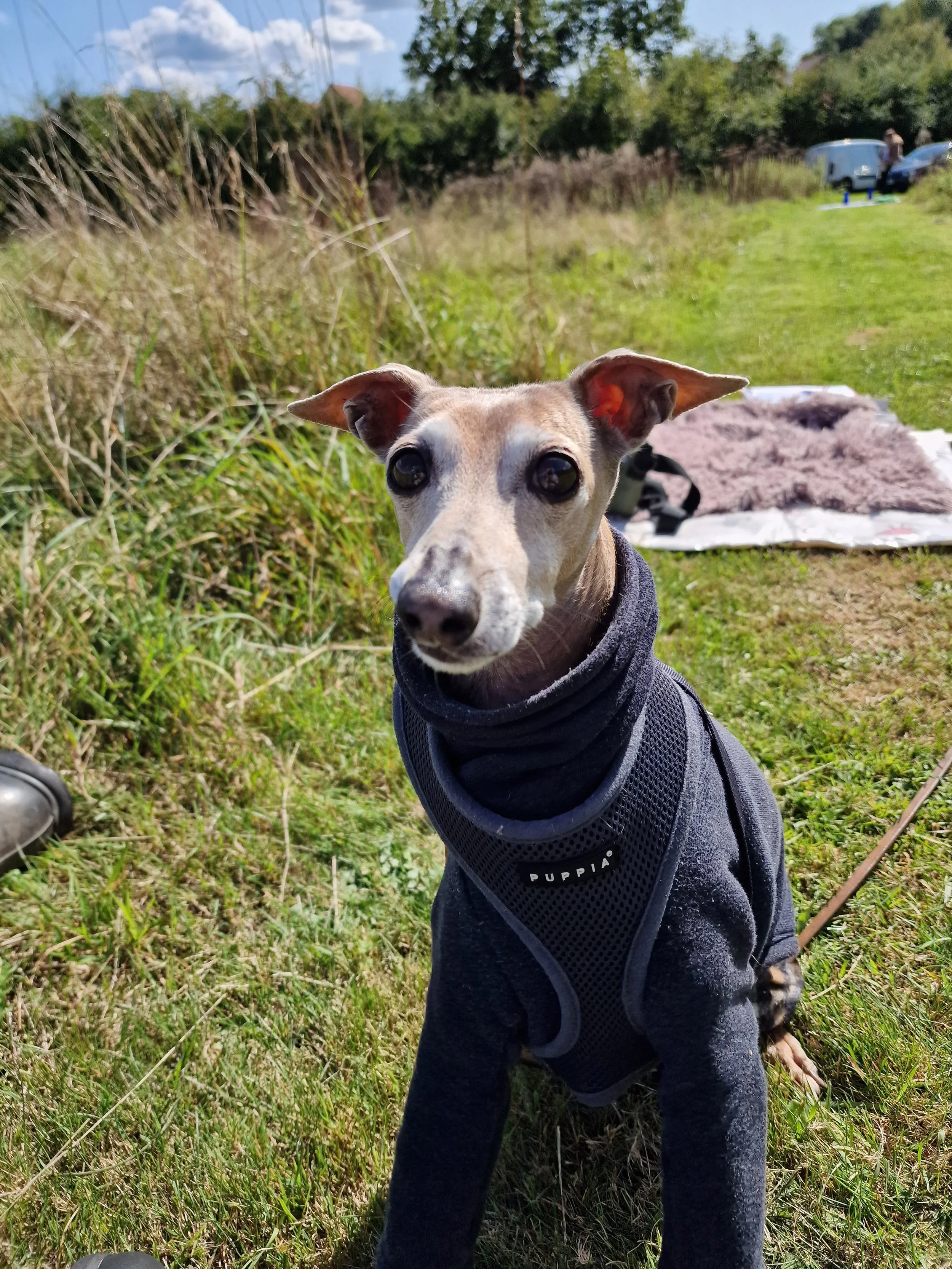 Italian Greyhound wearing a black harness sitting on grass in a park with a cloudy blue sky.
