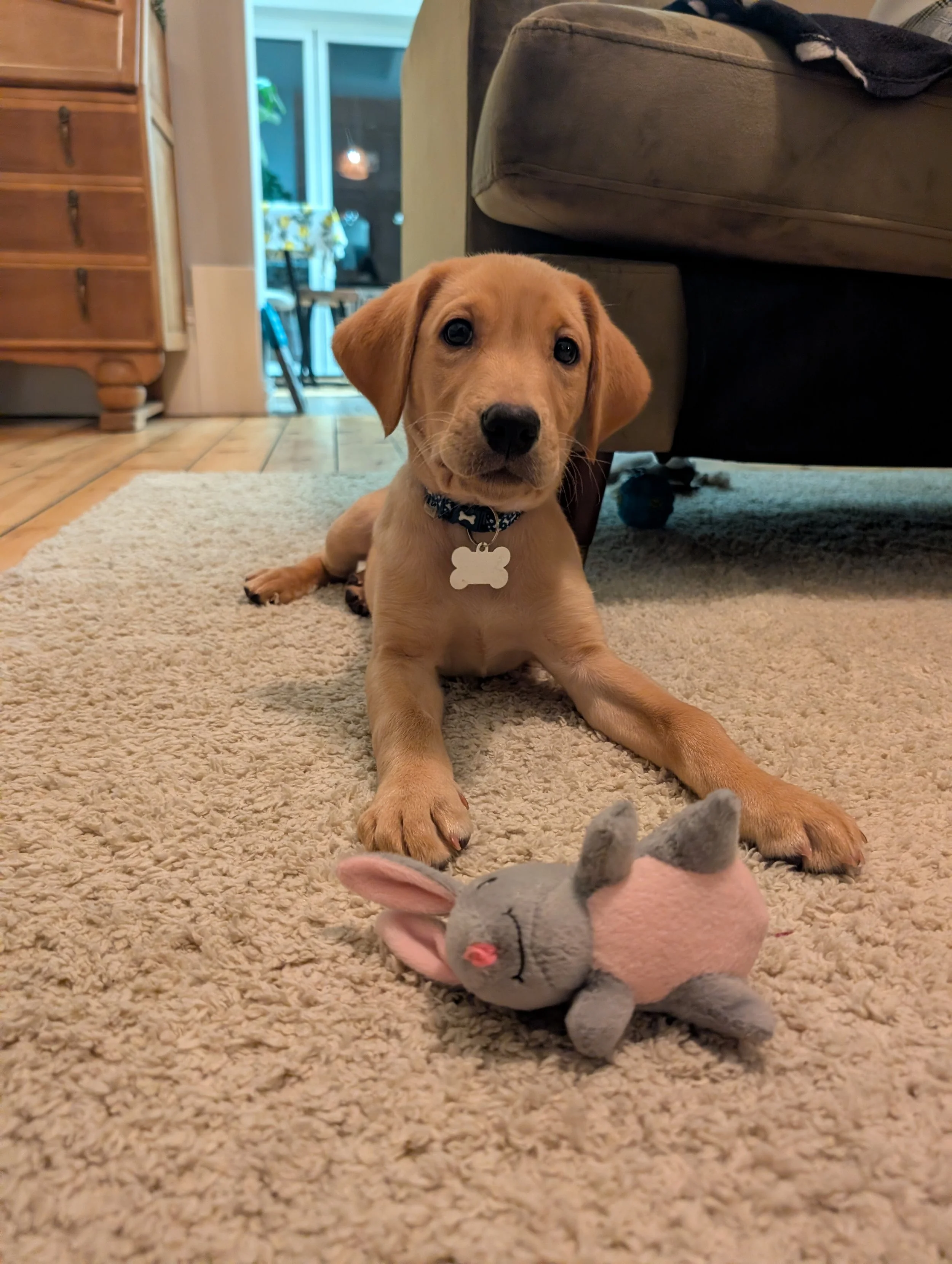 A young golden Labrador puppy with floppy ears and a black collar with bone-shaped pattern, lying on a beige carpet in a living room, looking at the camera. A plush grey and pink toy mouse is in front of it.