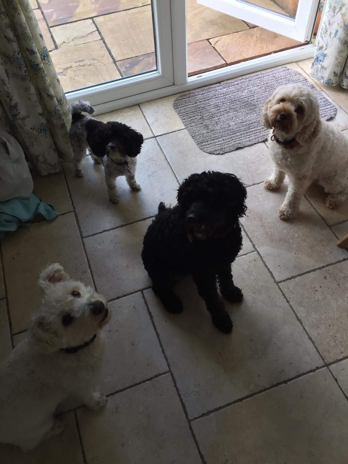 Four small dogs sitting on a tiled floor near a glass door.