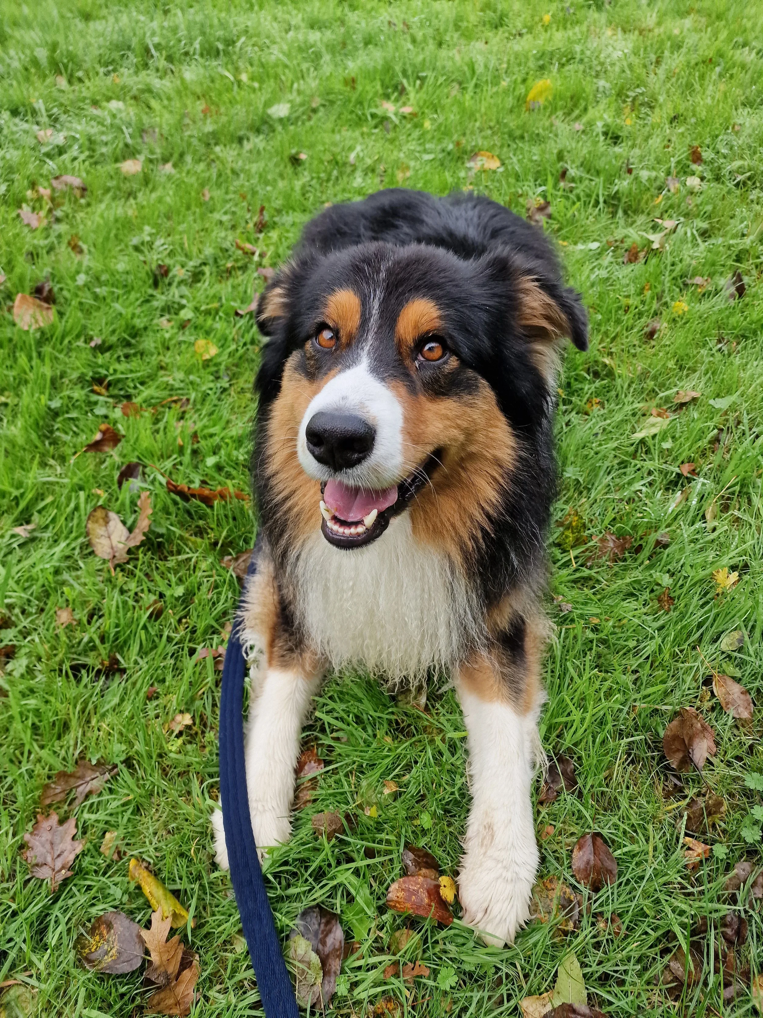 Dog laying on grass with leash, looking happy with mouth open.