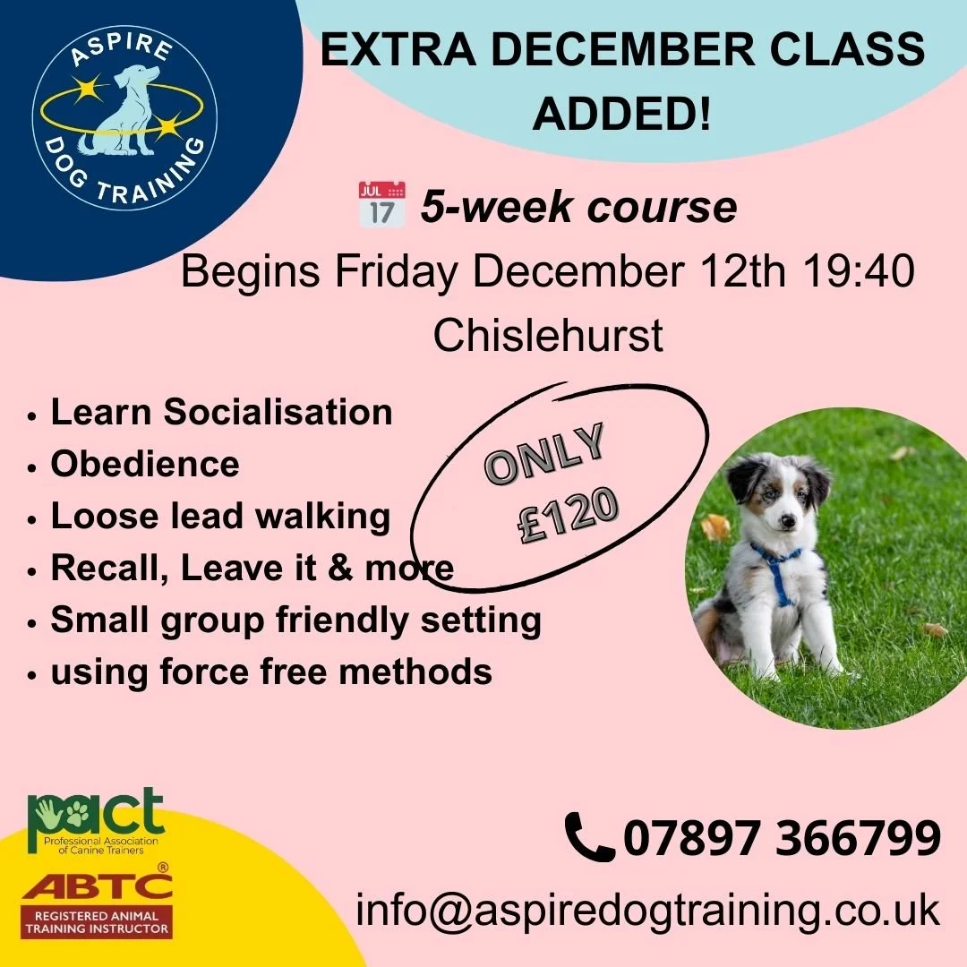 Puppy Class Adverts.jpg
