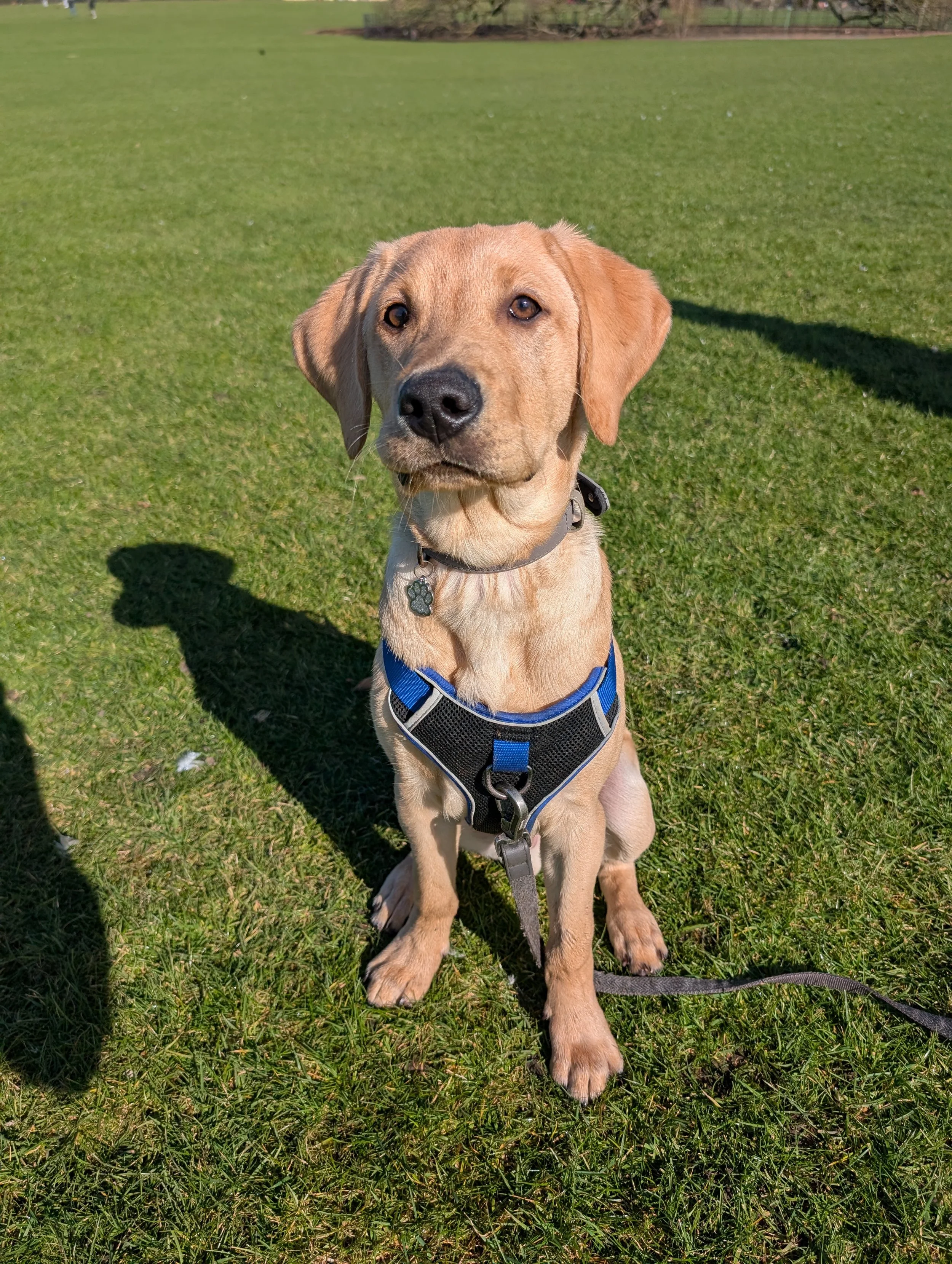 Brown Labrador Retriever puppy with a blue harness sitting on grass.