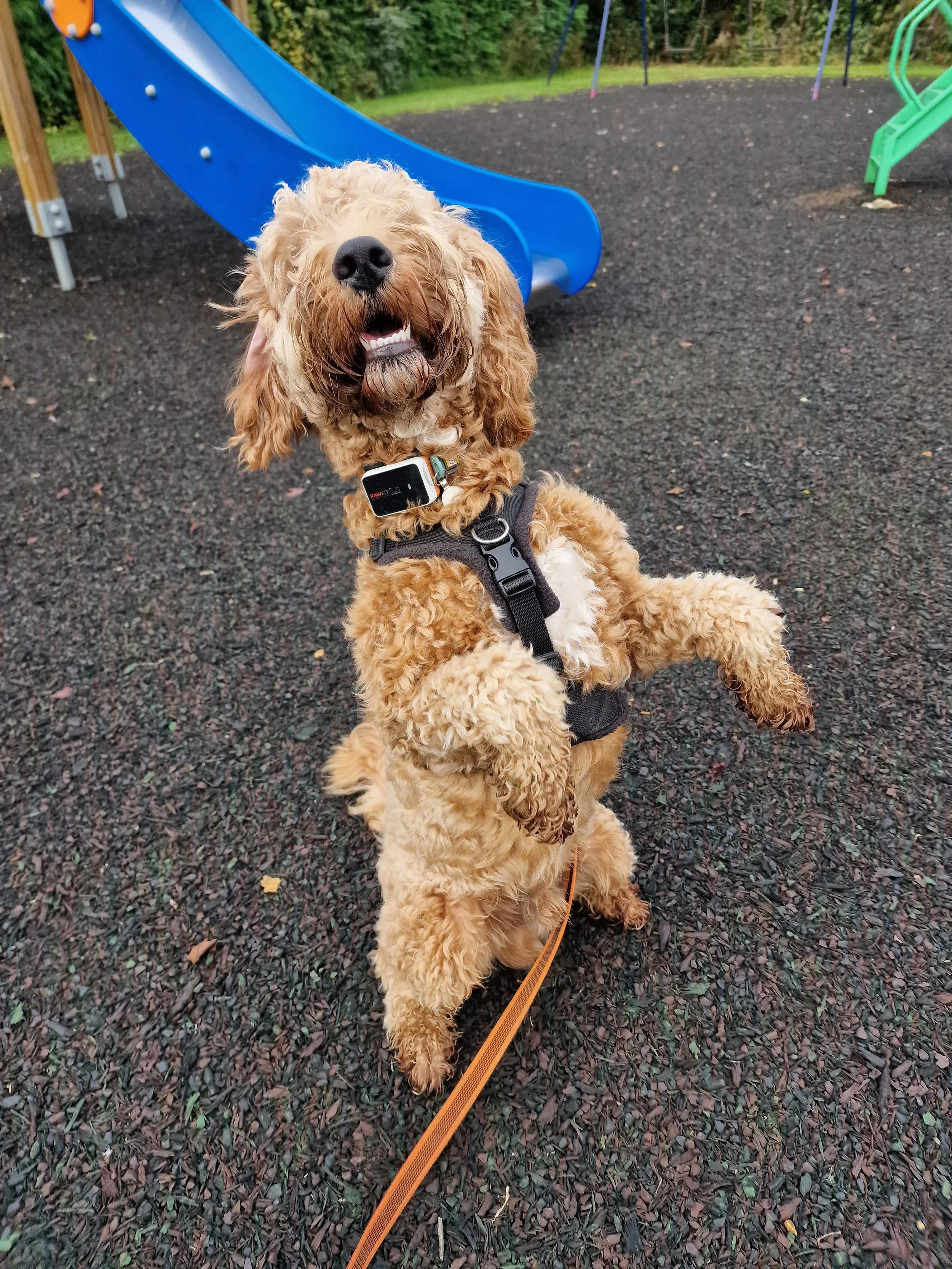 Happy dog standing on hind legs near a blue playground slide.