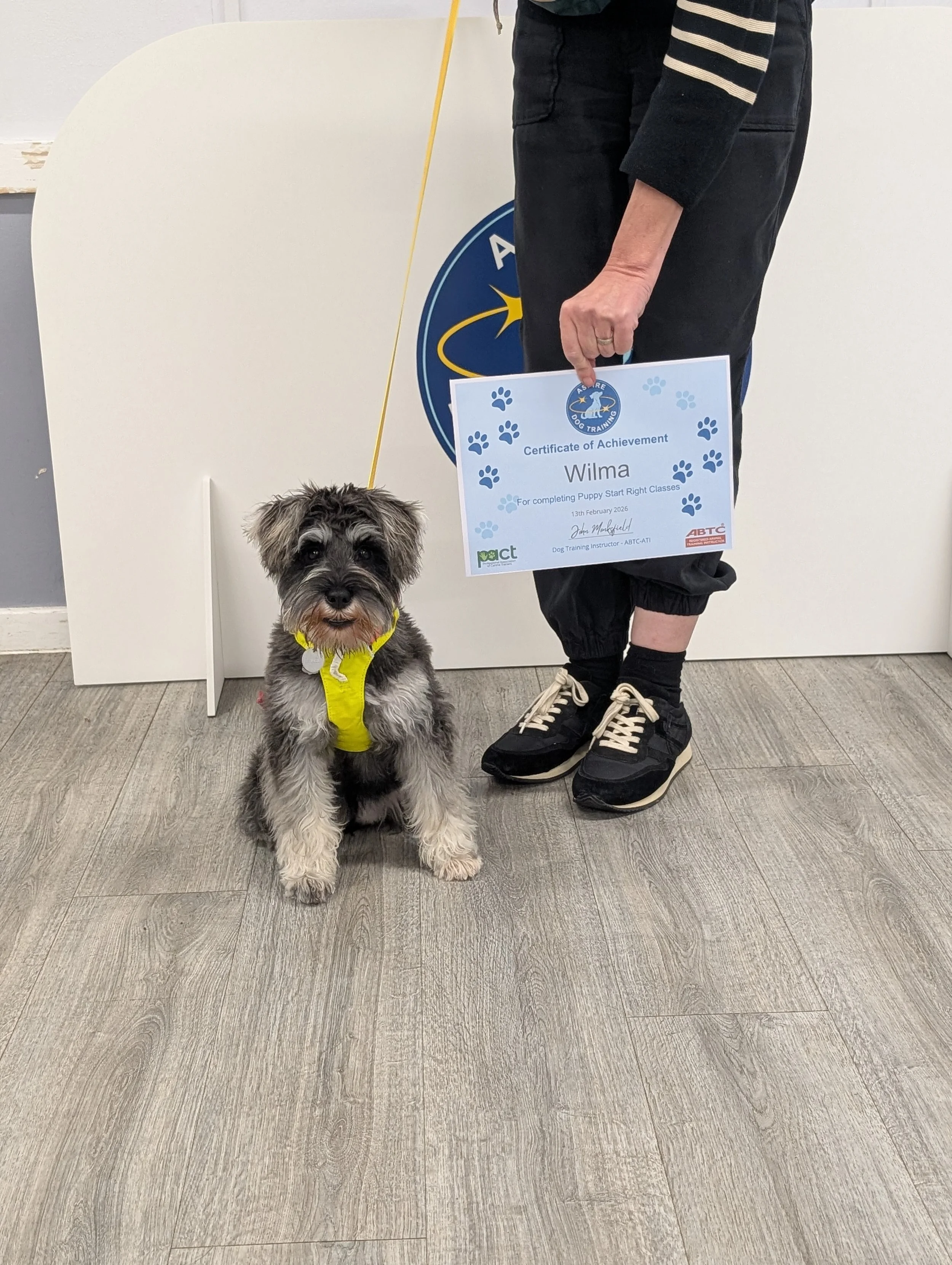 Miniature Schnauzer puppy sitting calmly in a puppy class in Chislehurst