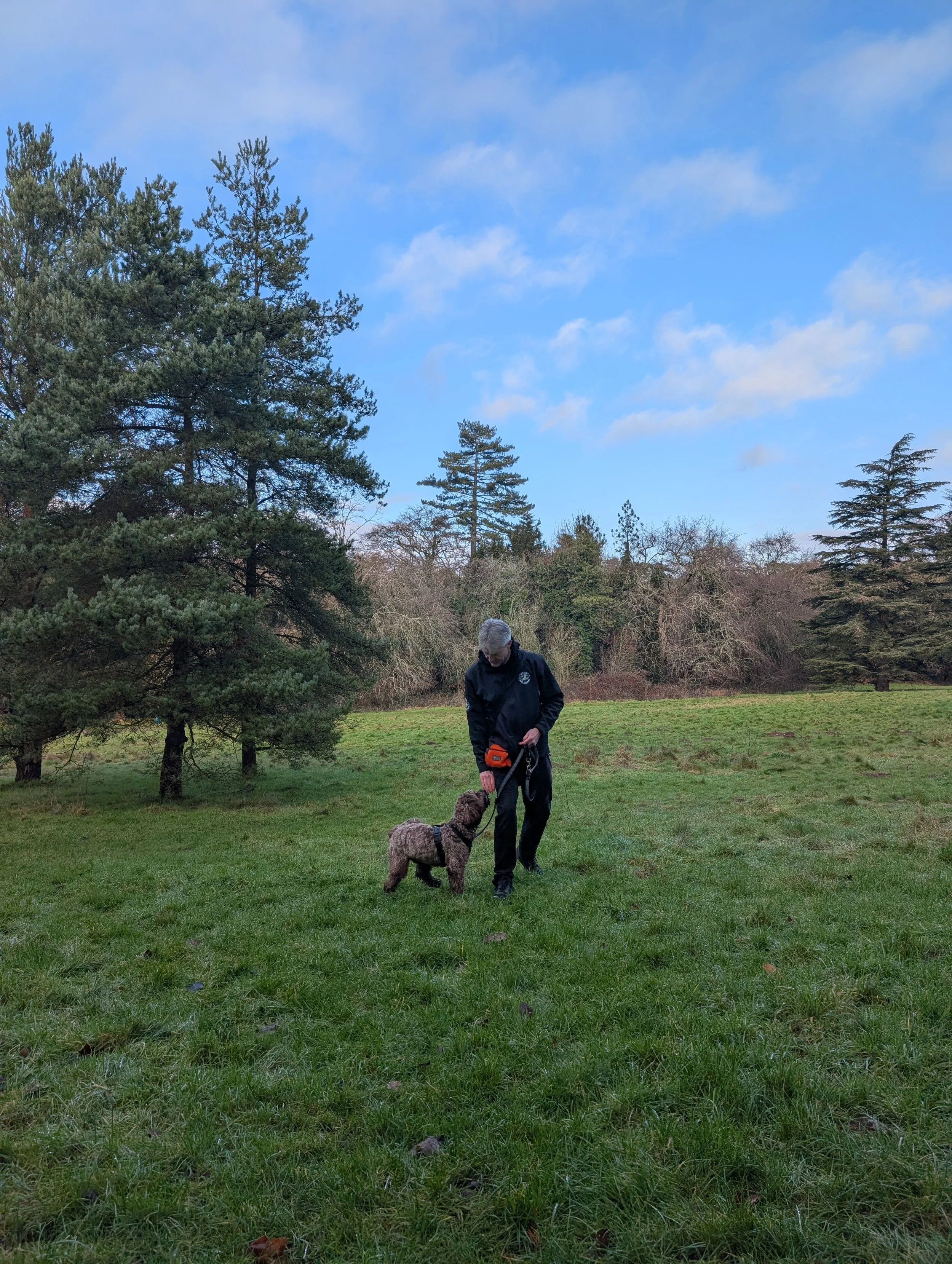 A dog trainer walking a dog in a grassy park with trees and blue sky in the background.