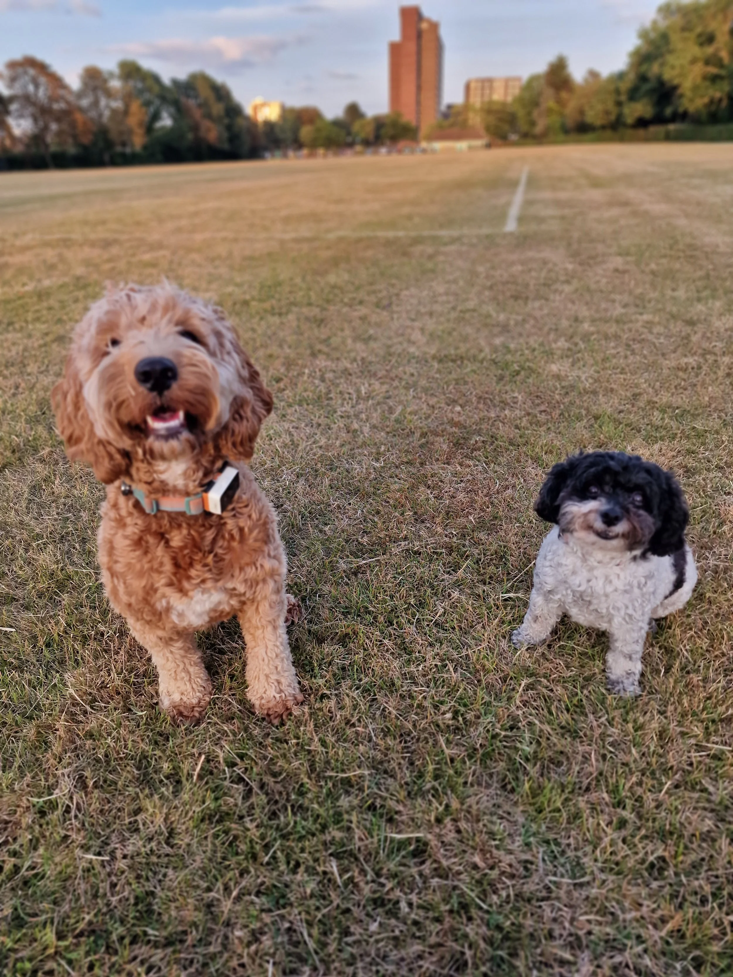 Two dogs on a grassy field, with trees and buildings in the background.