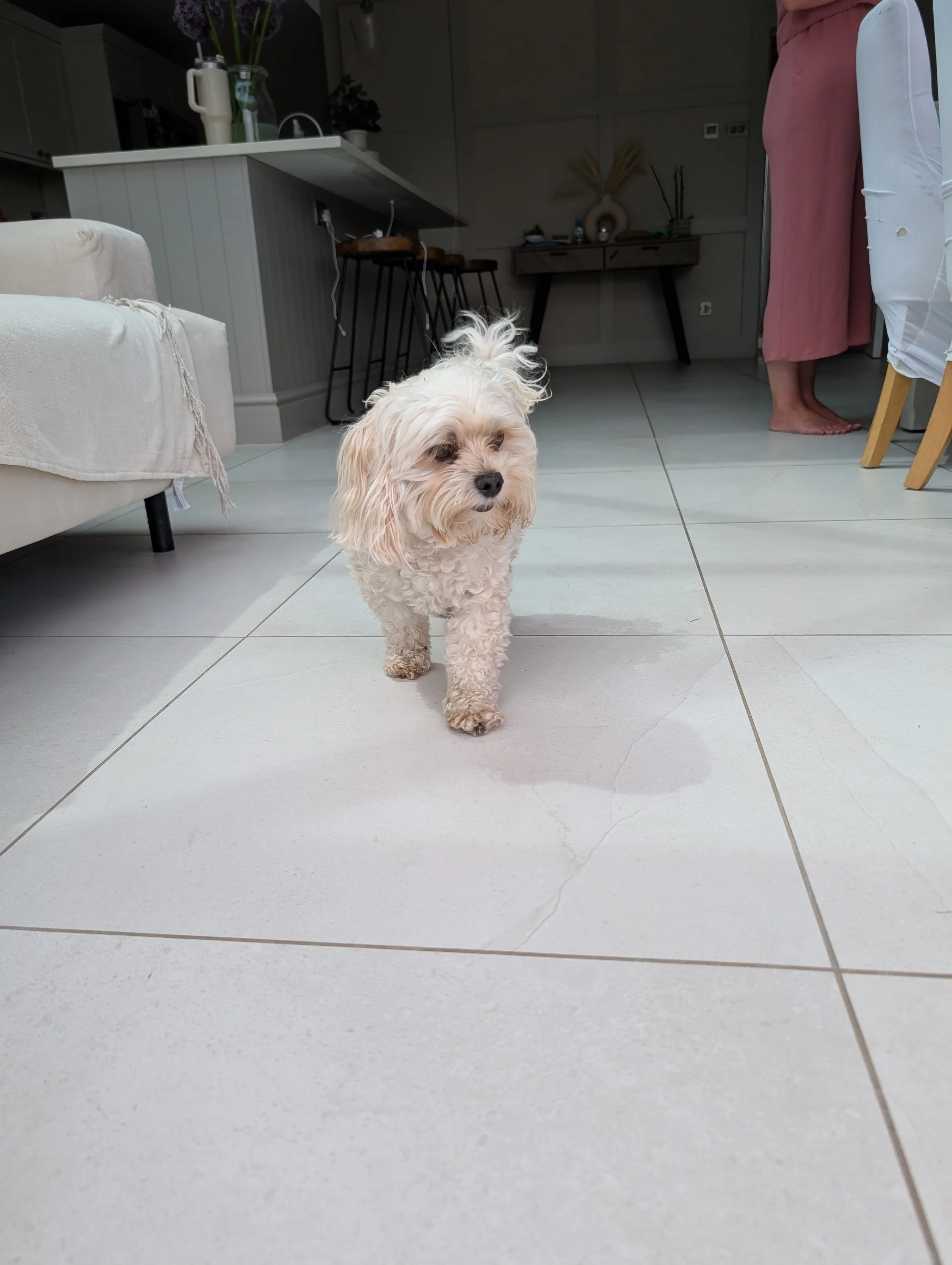 Small curly-haired dog walking on a tiled floor in a home interior, with a person standing in the background and home furnishings visible.