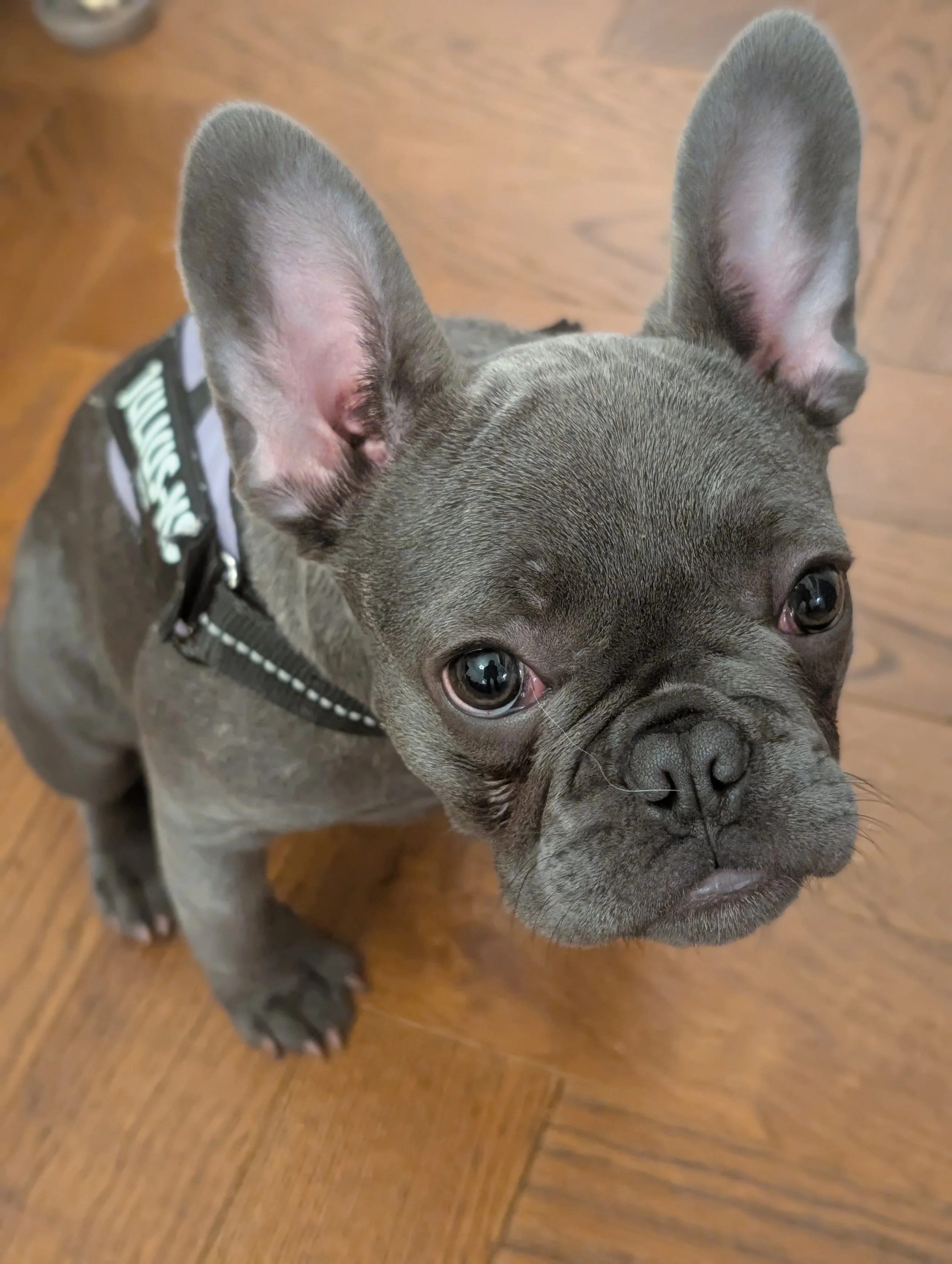 A small French Bulldog puppy in a beautiful sit and stay on a wooden floor at home