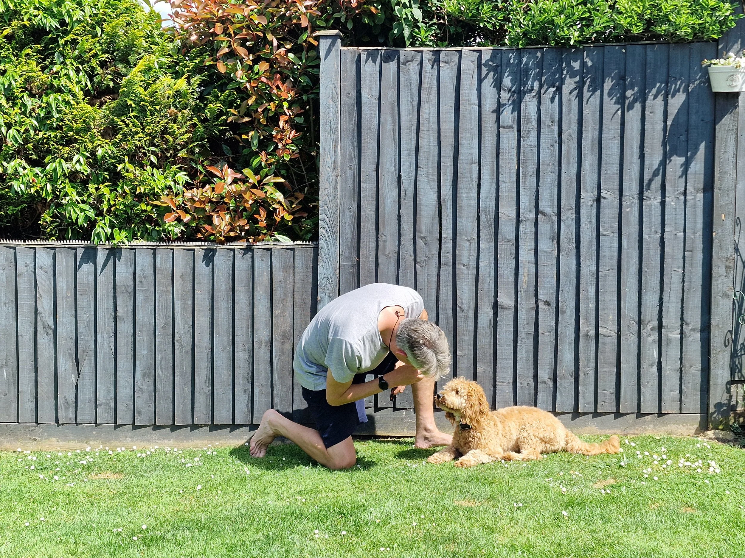 Person kneeling to interact with a small dog on grass near a wooden fence, surrounded by greenery.