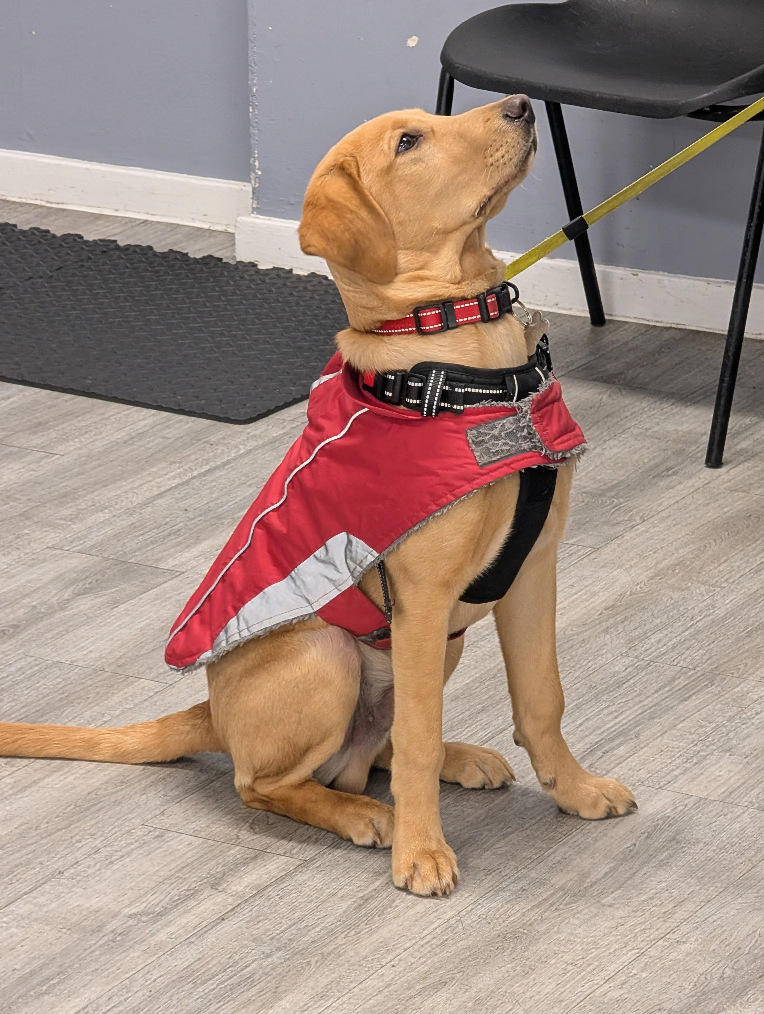 A golden Labrador puppy dog wearing a red service vest sitting on a wood-flooring surface indoors at a puppy training class, with a chair and a mat in the background.