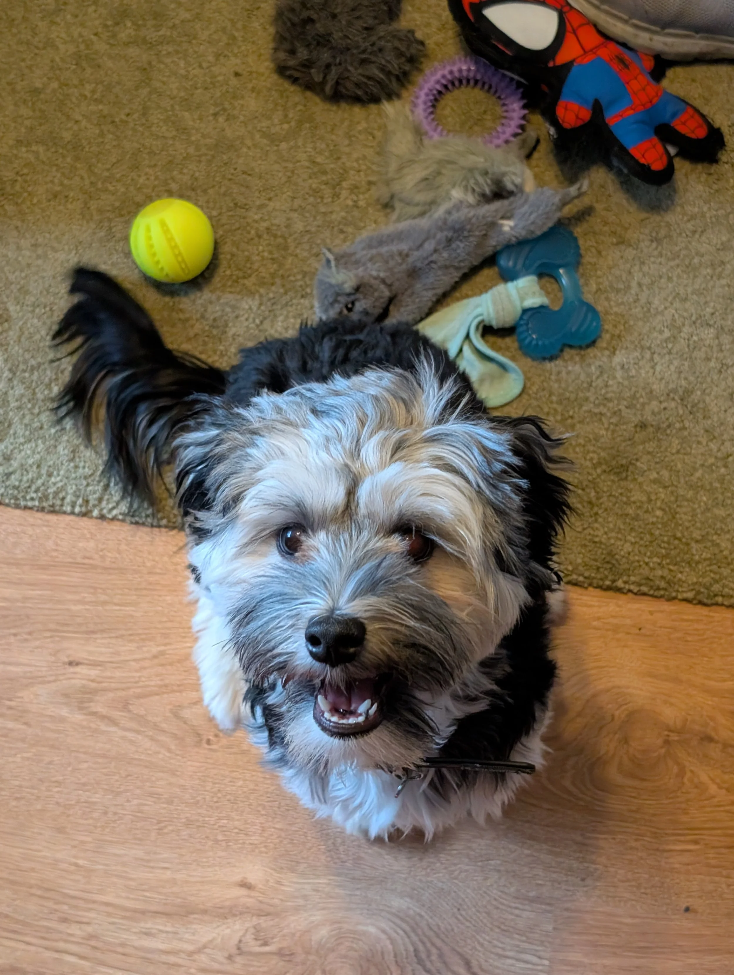 A small black, grey, and white Lowchen puppy dog looking up at the camera with an open mouth, surrounded by dog toys and a yellow tennis ball on a beige carpet and wooden floor.
