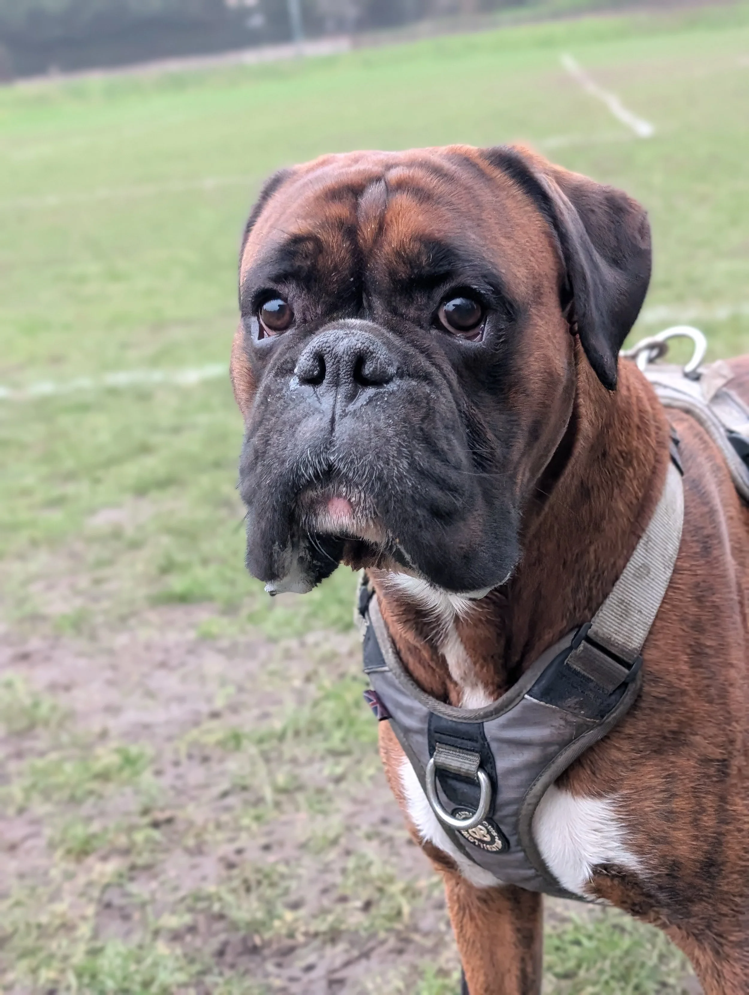 Close-up of a brown Boxer dog wearing a harness, standing on a grass field.