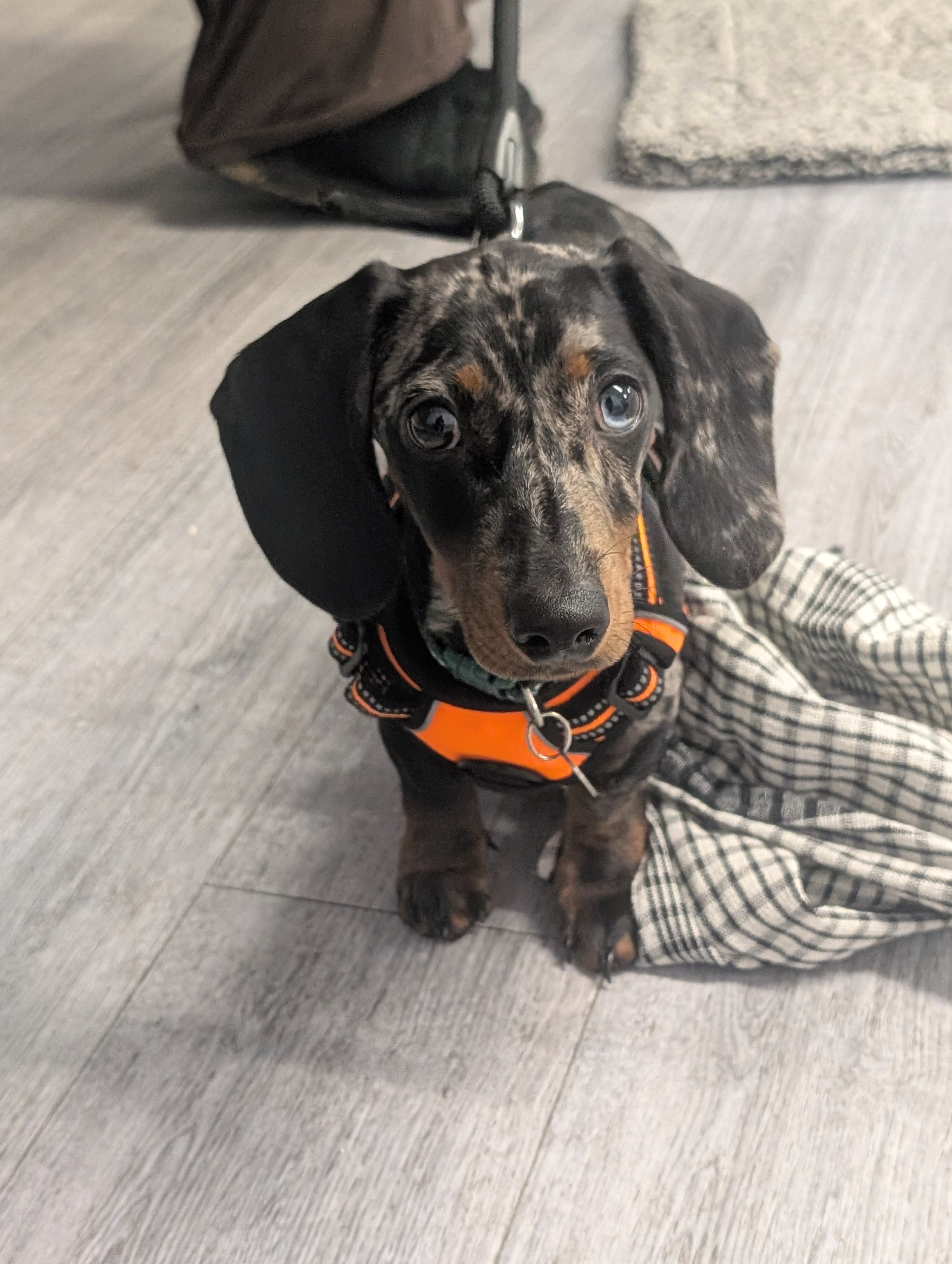 A cute dog with a black and brown spotted coat, wearing an orange harness, sitting on a wooden floor near a stone wall, looking up at the camera.