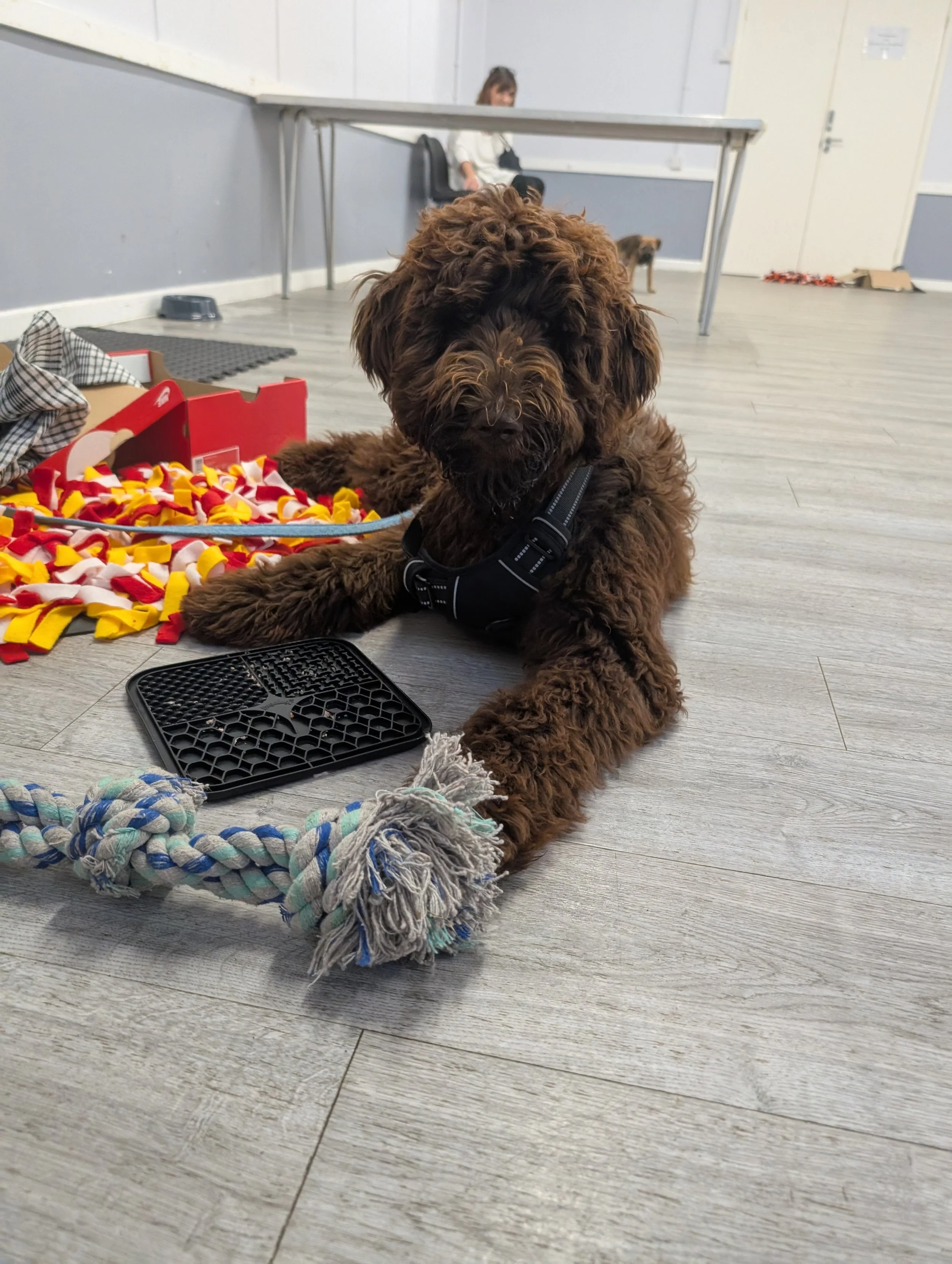 A brown Golden doodle puppy settling nicely on the floor with a lead, a toy rope, and dog treats, indoors in a church with light-coloured wooden flooring and white walls, with two puppy owners sitting in the background.