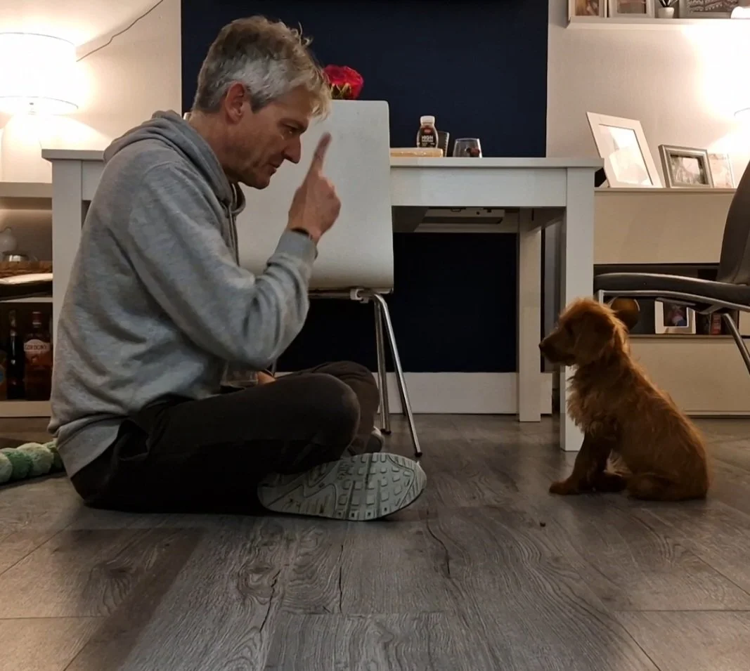 Man in a gray hoodie sitting on the floor teaching a small brown dog inside a room with a table and chairs.