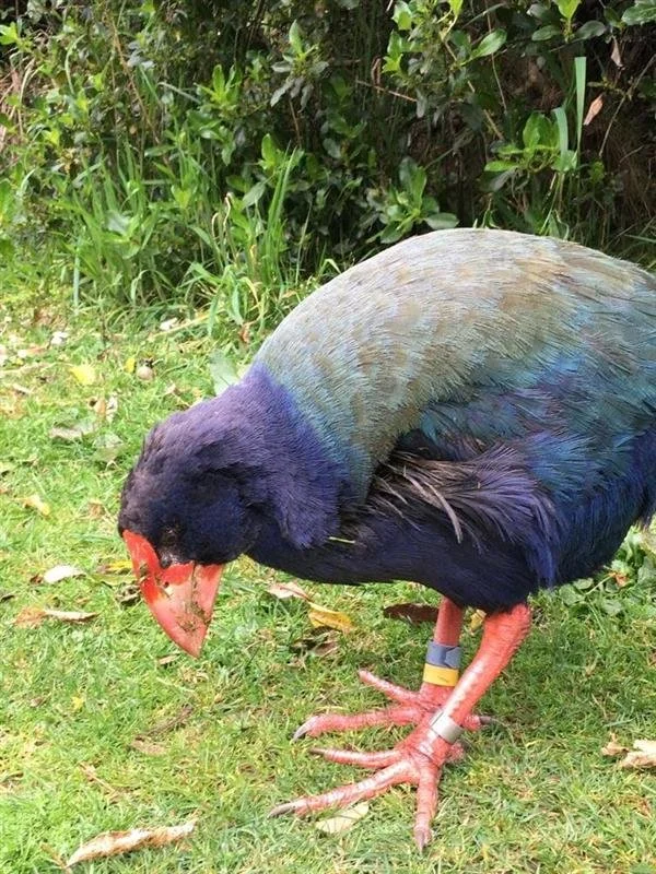 Morphum_Tawharanui Takahe.jpg