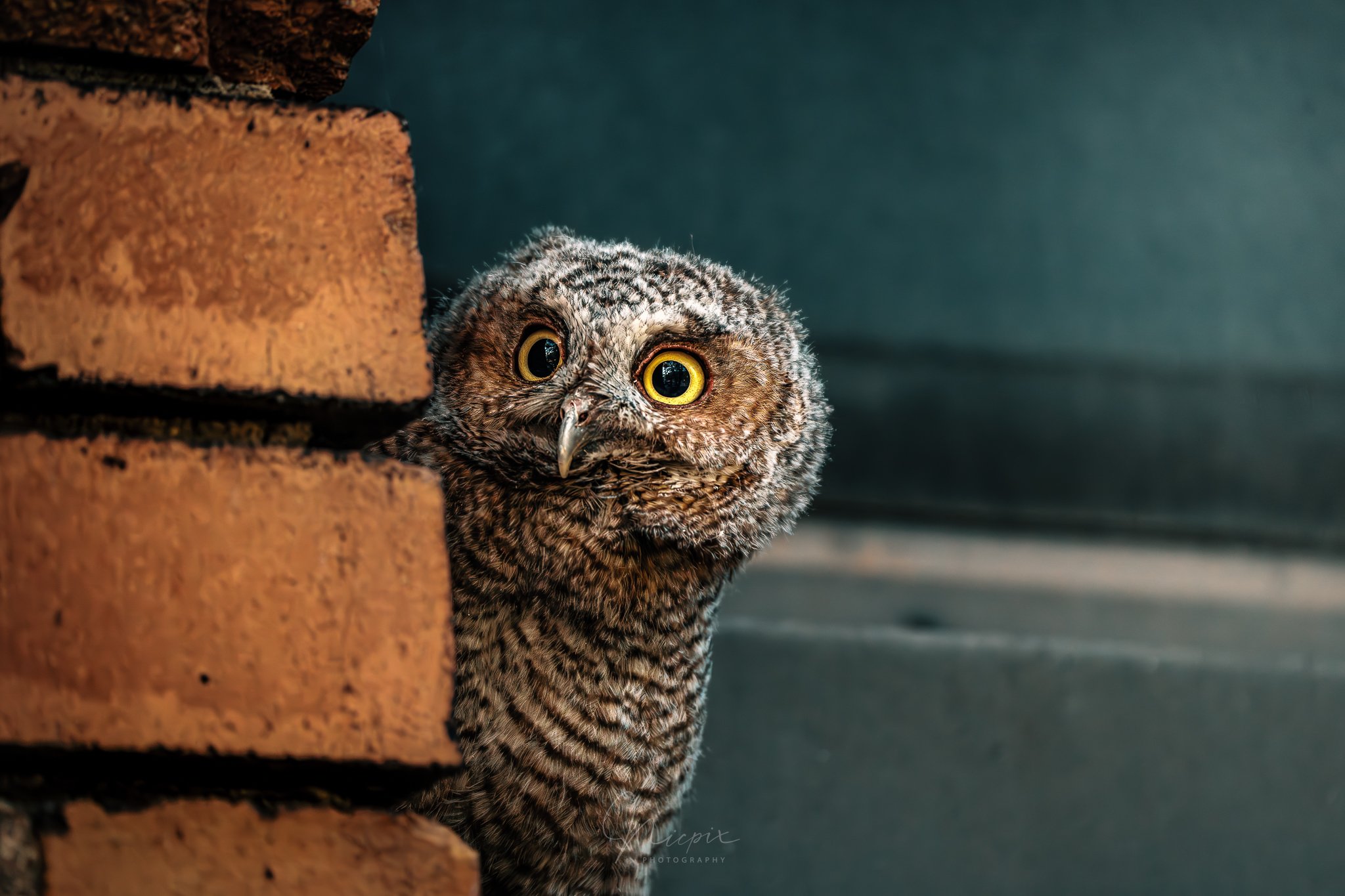 Le Regard de l'inconnu