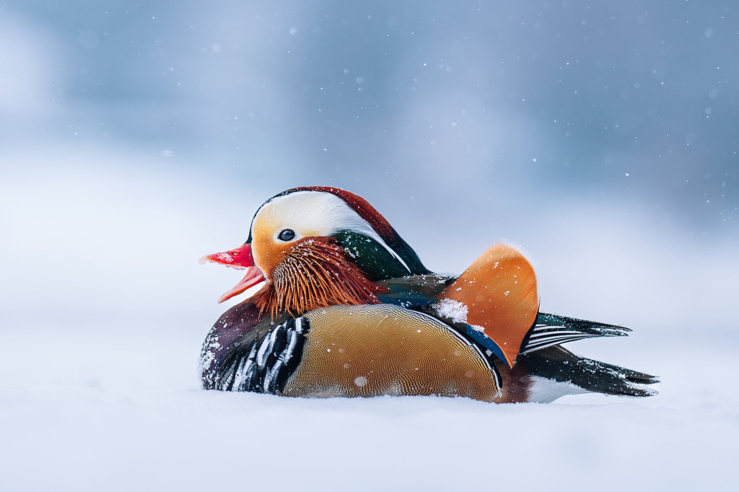 L'Exotique sous la Neige