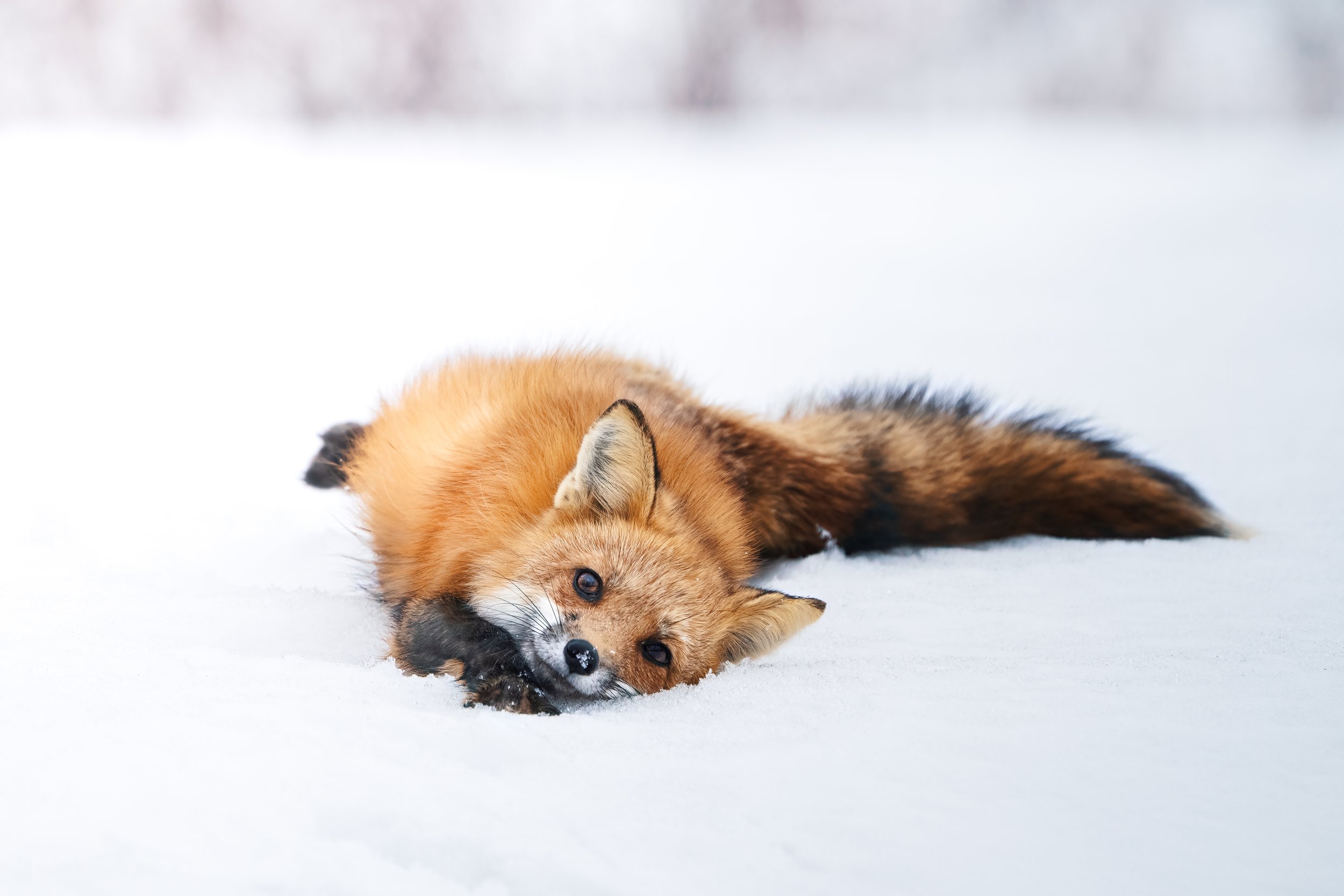 Dand les yeux de la sérénité hivernale