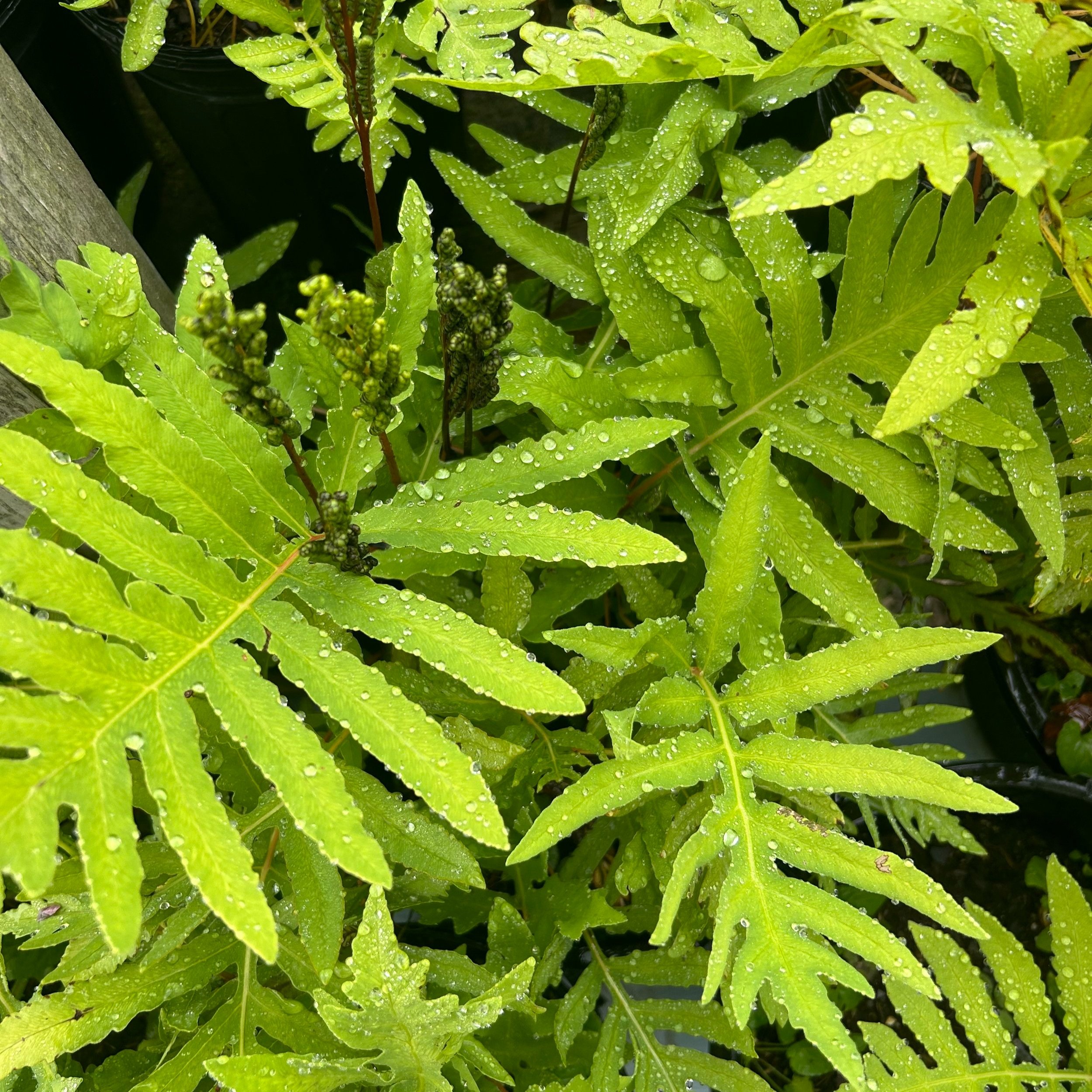 fern.jpg