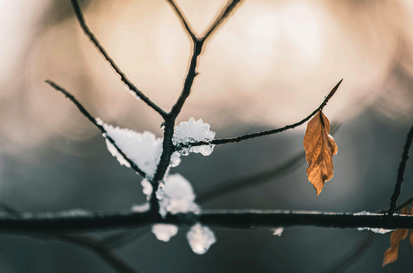 Image of a branch bare except for one leaf with snow melting off of it signifying the seasonal transition of winter to spring.