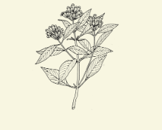 Image of flower to represent Celluma Red Light therapy