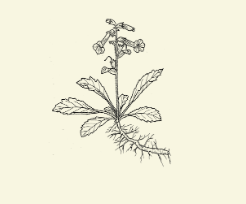 Line drawing of a plant to depict healing inflammation with acupuncture