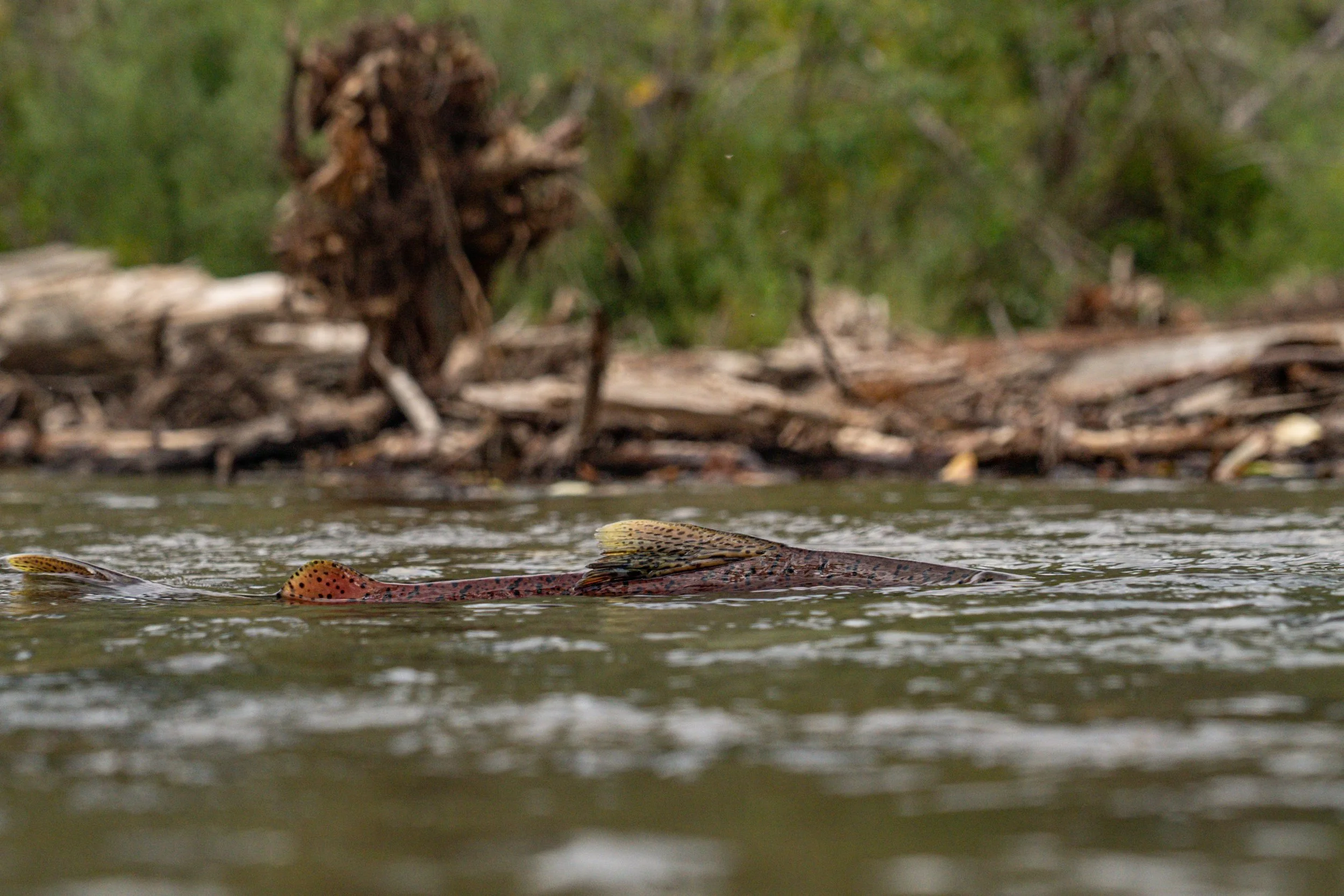 RIVHAB and Revive Riverscape Solutions Unite to Advance Integrated Riverscape Restoration