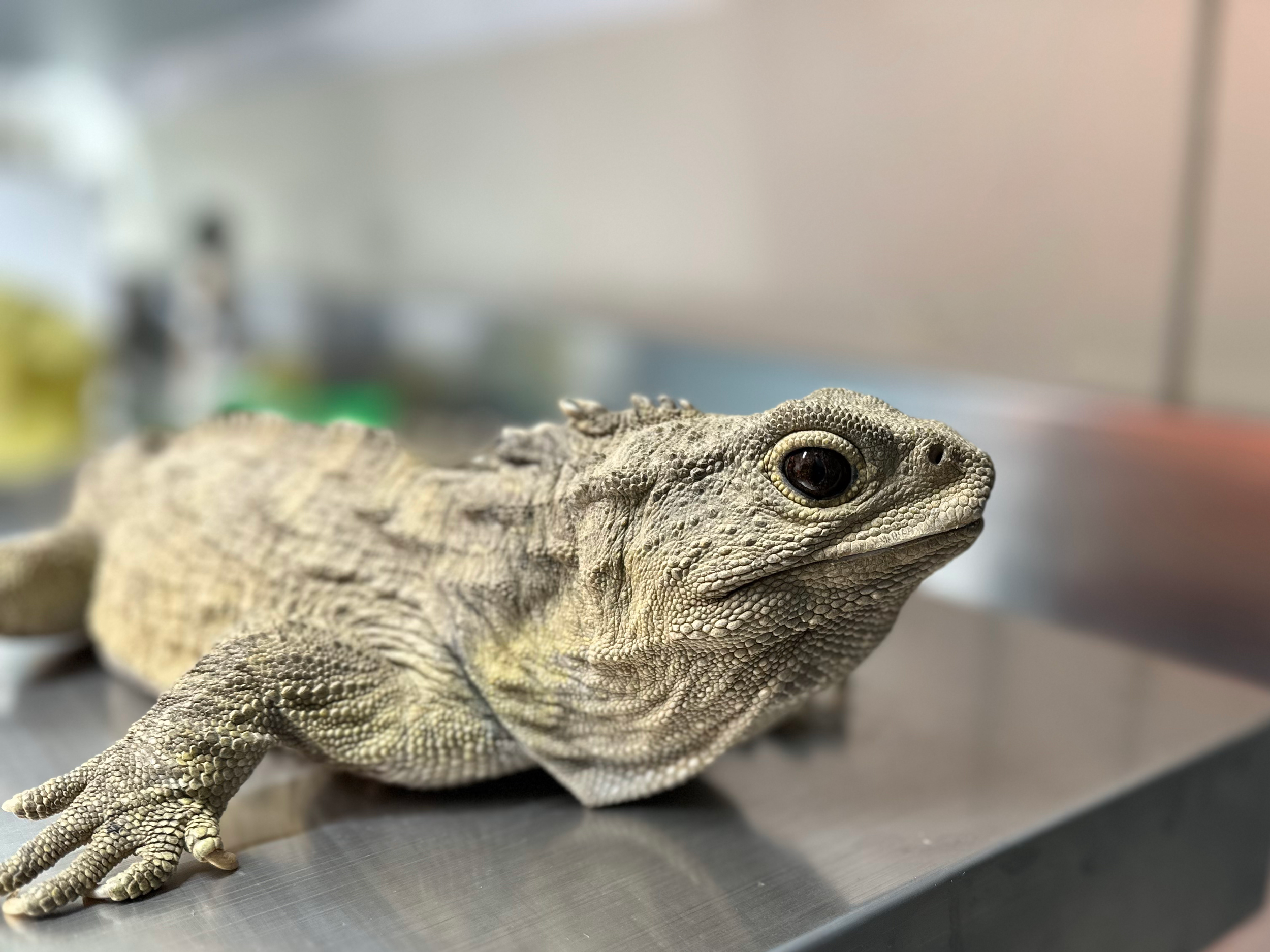 Invercargill’s taonga tuatara undergo health checks