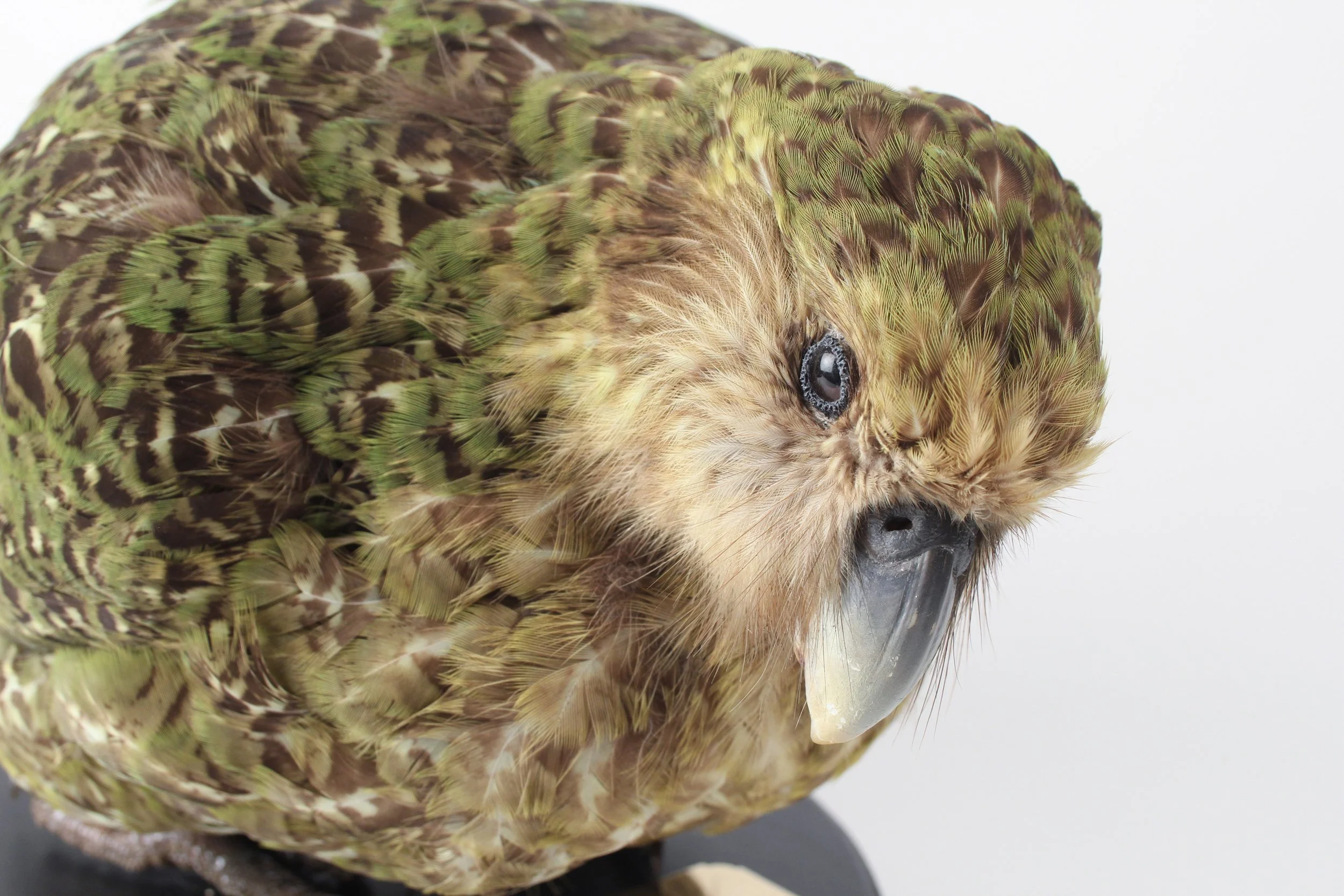 Kākāpō