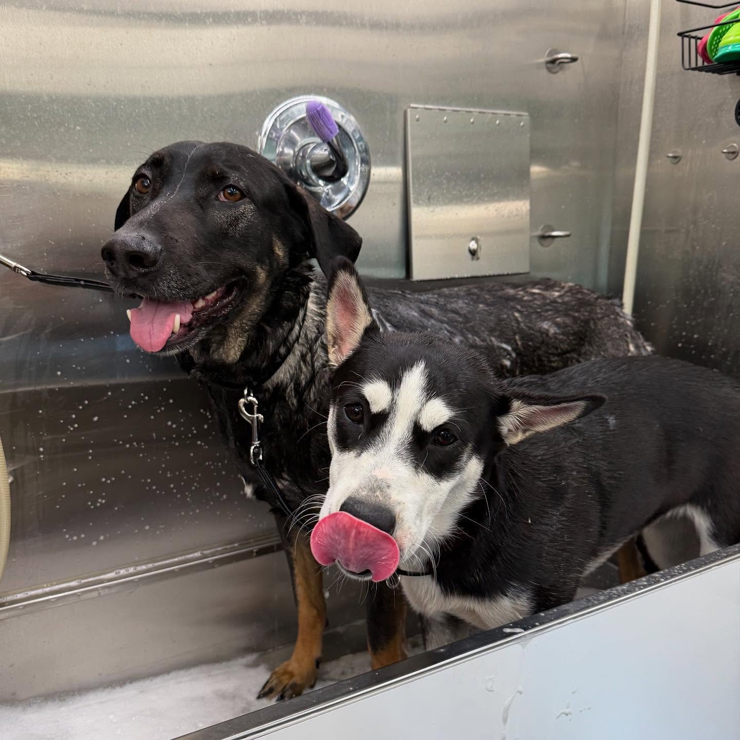 Winnie, Jessie, and Sully 🐶🛁🧼 @ginglife31 
.
.
.
 #Pawfection #DogGrooming #groomergal#MobileGroomingMagic #MobilePetGrooming #PawsAndClawsCare #FurryFriendsClean #PetPamperingOnTheGo #GroomingAtYourDoor #PetSalonOnWheels #PerfectPoochGrooming #Fl