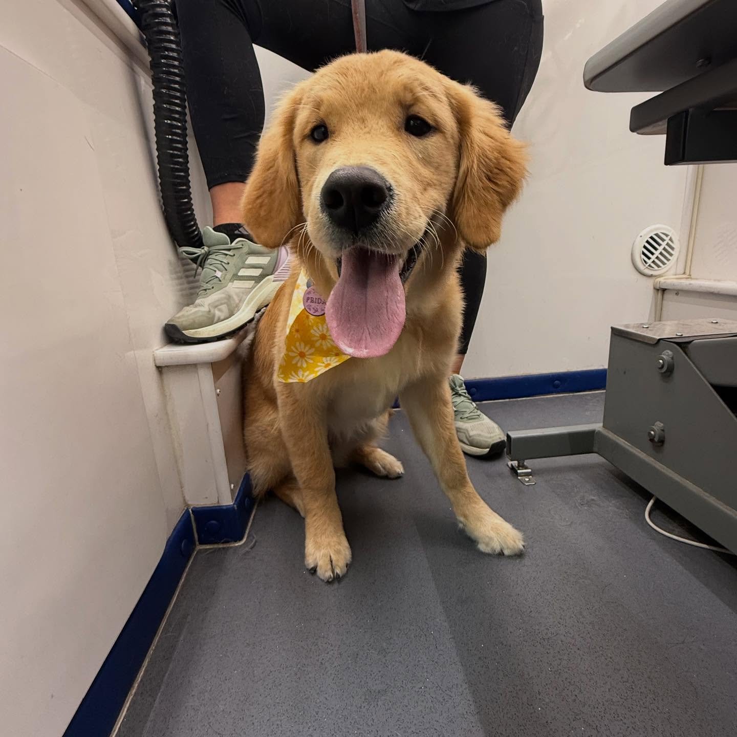 F R I D A - guide dog in training 🦮
.
.
.
 #Pawfection #DogGrooming #groomergal#MobileGroomingMagic #MobilePetGrooming #PawsAndClawsCare #FurryFriendsClean #PetPamperingOnTheGo #GroomingAtYourDoor #PetSalonOnWheels #PerfectPoochGrooming #FluffAndBuf