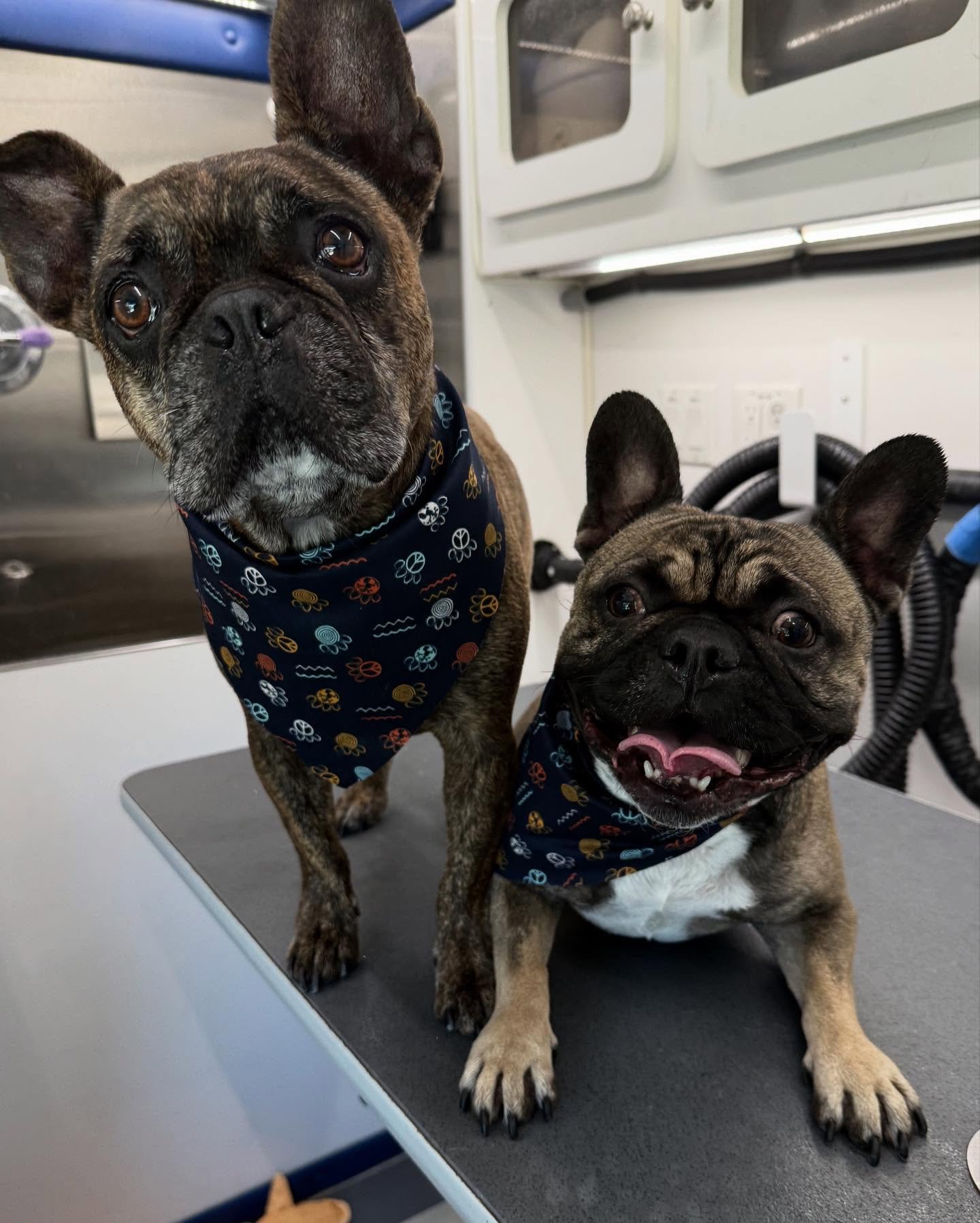 Joey &amp; Chandler said &ldquo;How you doin?&rdquo; 
☕️⛲️🎥💜

ft. brother Odie 🐾🫶
.
.
.
.
 #Pawfection #DogGrooming #groomergal#MobileGroomingMagic #MobilePetGrooming  #LAcountyDogGrooming #OCdogGrooming #PawsAndClawsCare #FurryFriendsClean #PetP