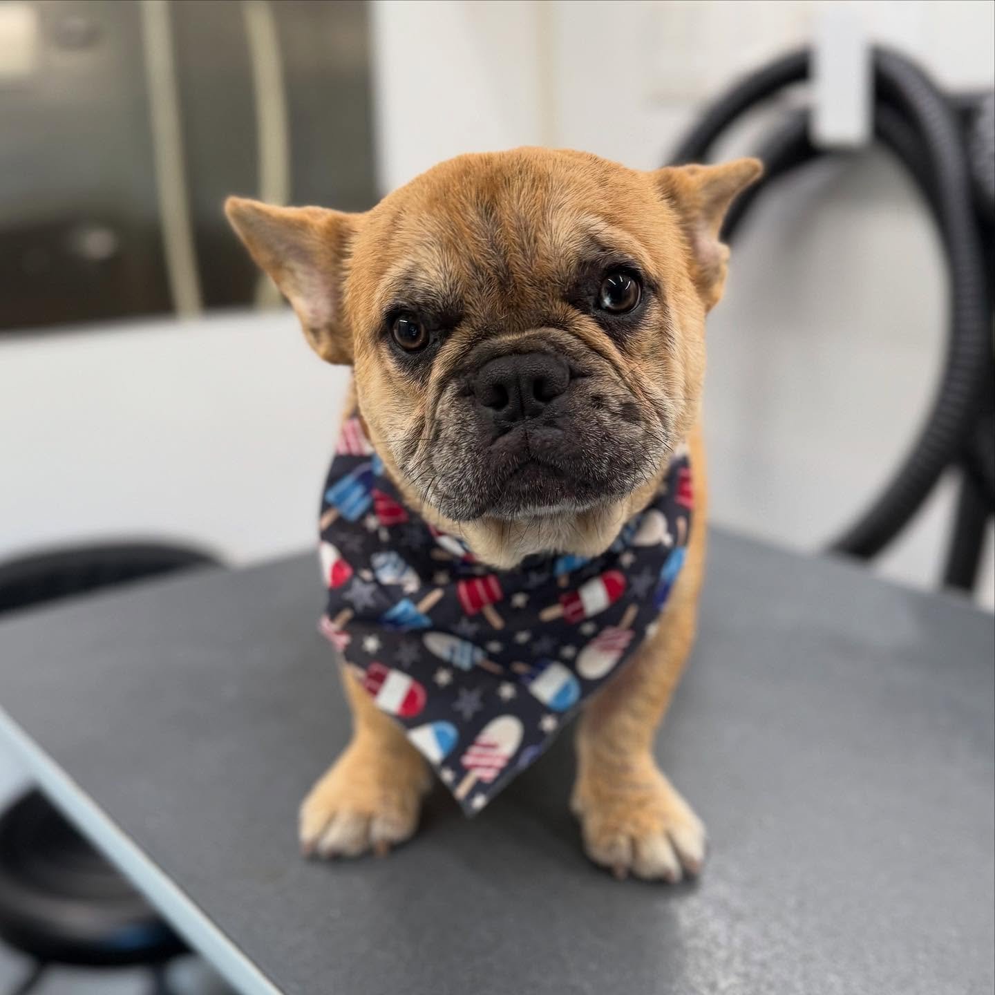 Kuzco is ready to celebrate Memorial Day with some patriotic fun! @la_bella.luna_xo 
.
.
.
#Pawfection #DogGrooming #MobilePetGrooming #PetPamperingOnTheGo #FurryFriendsClean #GroomingAtYourDoor #PetSalonOnWheels #TailWaggingService #WeComeToYou #Pet