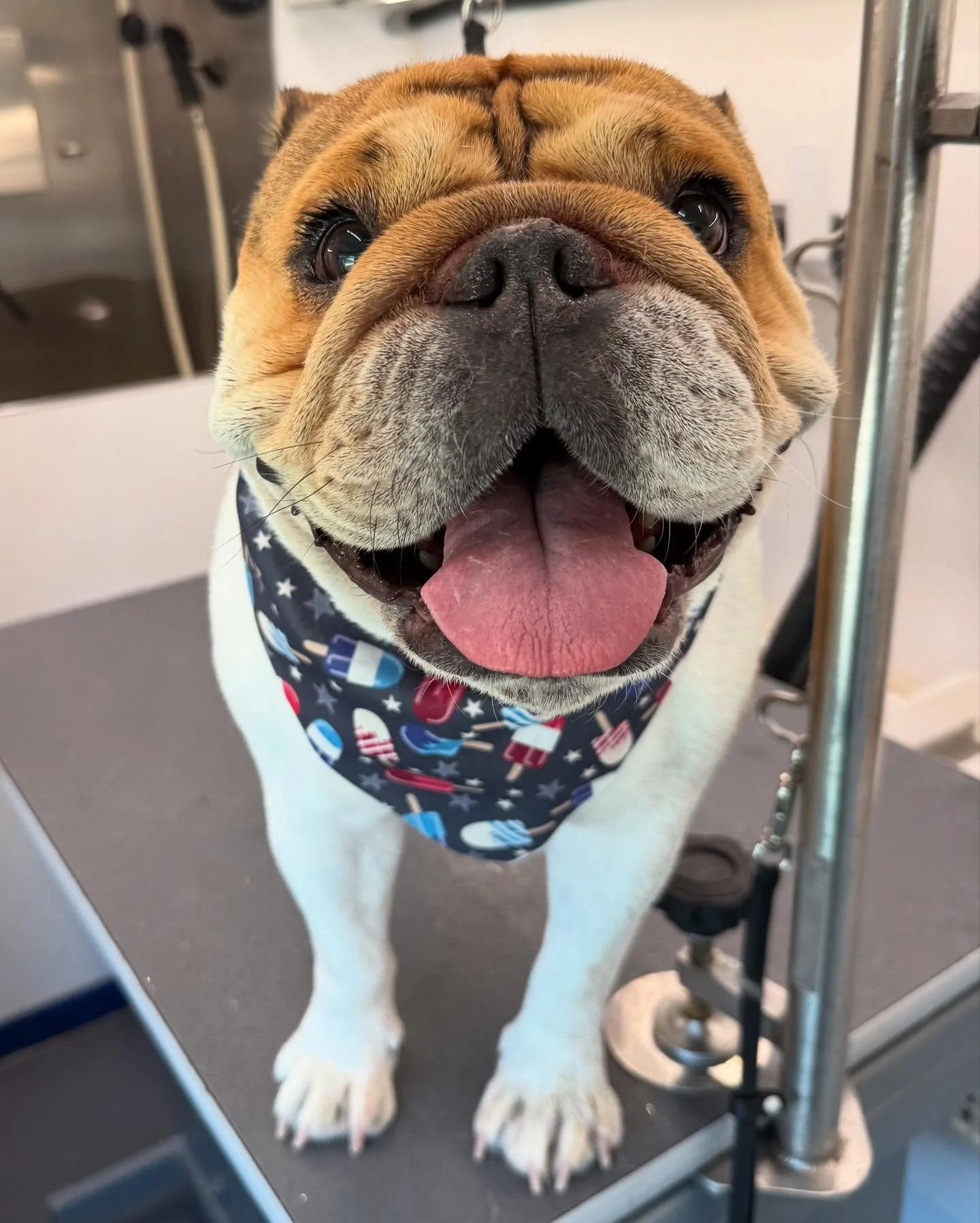 &ldquo;EMMA is Memorial Day ready with a fresh groom! 💙❤️🐾 Celebrate this long weekend with our top-notch mobile pet grooming service! 🚐✂️ Let&rsquo;s get your furry friend pampered and perfect for the festivities! 🐶🎉
.
.
.
#MemorialDay #Pawfect