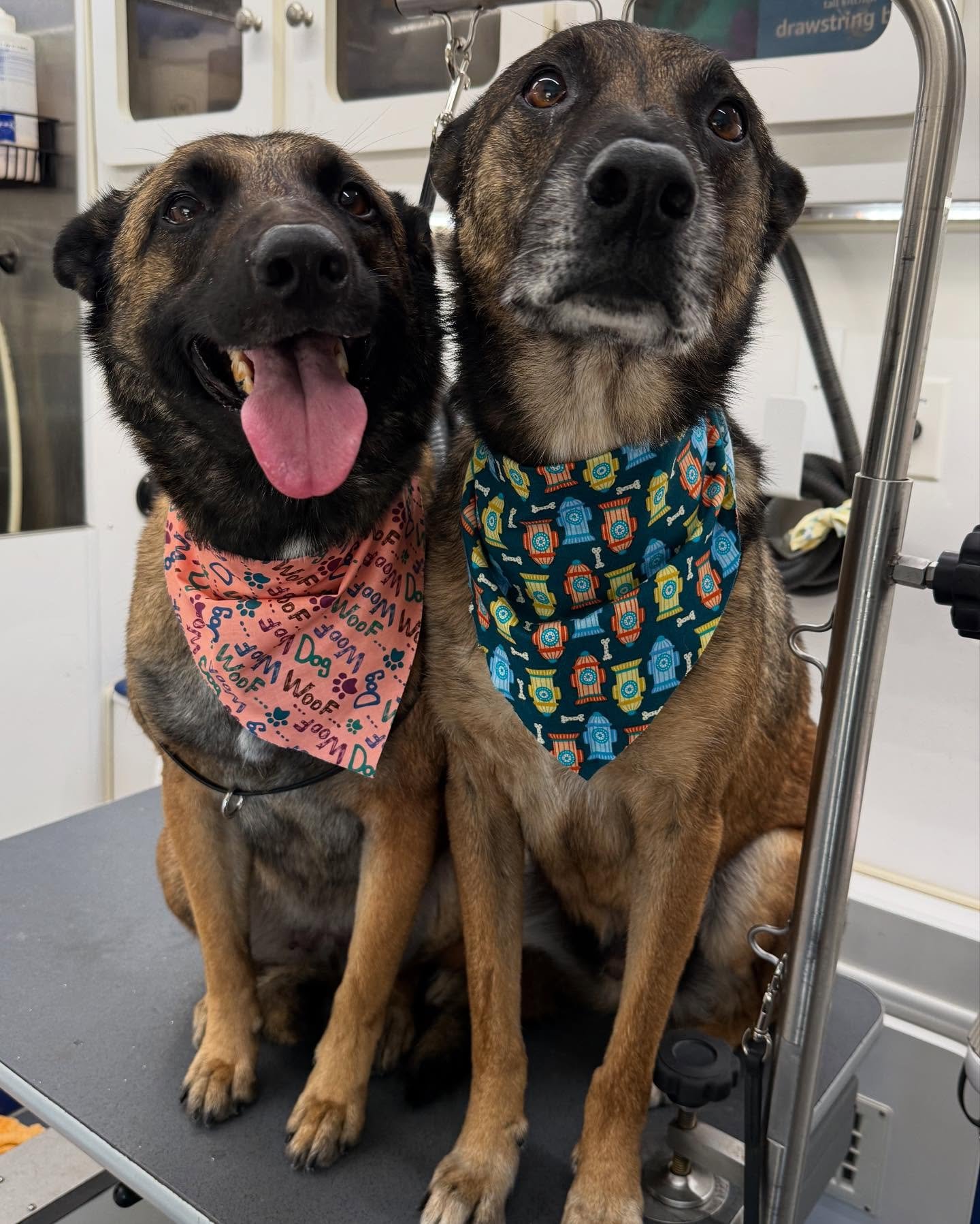 Winny, Scully, &amp; Winnie all washed up &amp; ready to celebrate Mothers Day weekend 💐🫧
@mamastout
.
.
.
 #Pawfection #DogGrooming #groomergal#MobileGroomingMagic #MobilePetGrooming  #LAcountyDogGrooming #OCdogGrooming #PawsAndClawsCare #FurryFri
