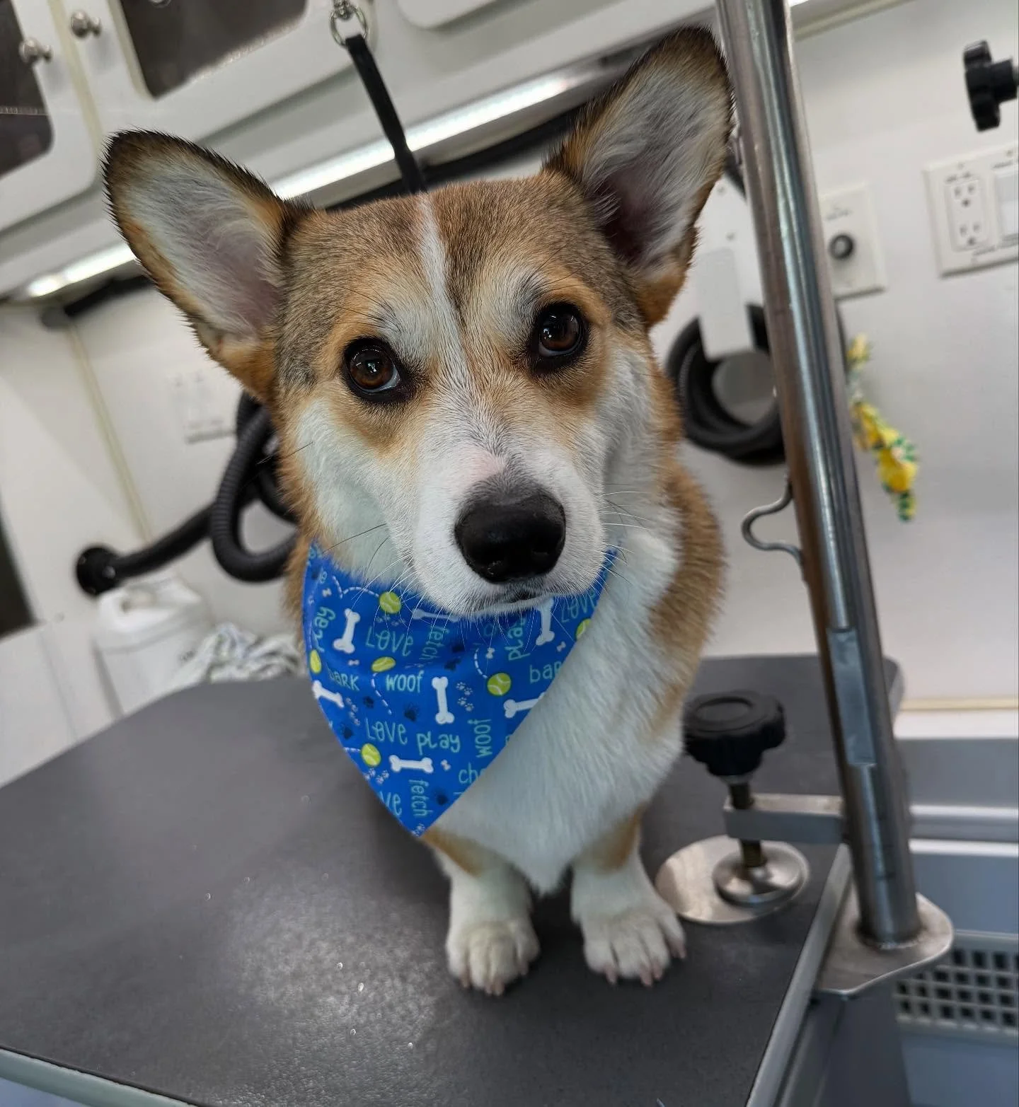 Supporting dad &amp; the boys in BLUE today! 
GO DODGERS 💙⚾️ @anisagarciaa 
.
.
.
 #Pawfection #DogGrooming #groomergal#MobileGroomingMagic #MobilePetGrooming  #LAcountyDogGrooming #OCdogGrooming #PawsAndClawsCare #FurryFriendsClean #PetPamperingOnT