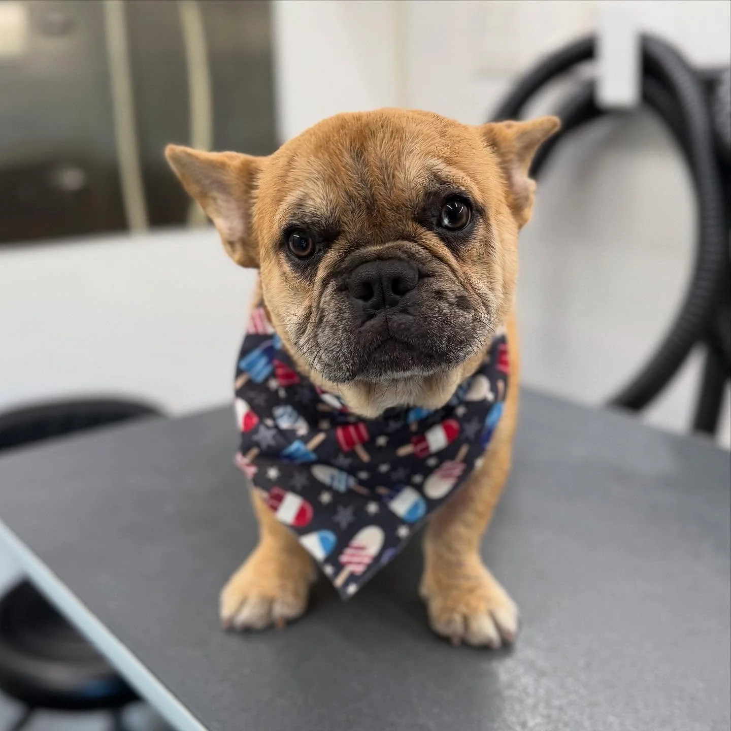 Kuzco is ready to celebrate Memorial Day with some patriotic fun! @la_bella.luna_xo 
.
.
.
#Pawfection #DogGrooming #MobilePetGrooming #PetPamperingOnTheGo #FurryFriendsClean #GroomingAtYourDoor #PetSalonOnWheels #TailWaggingService #WeComeToYou #Pet