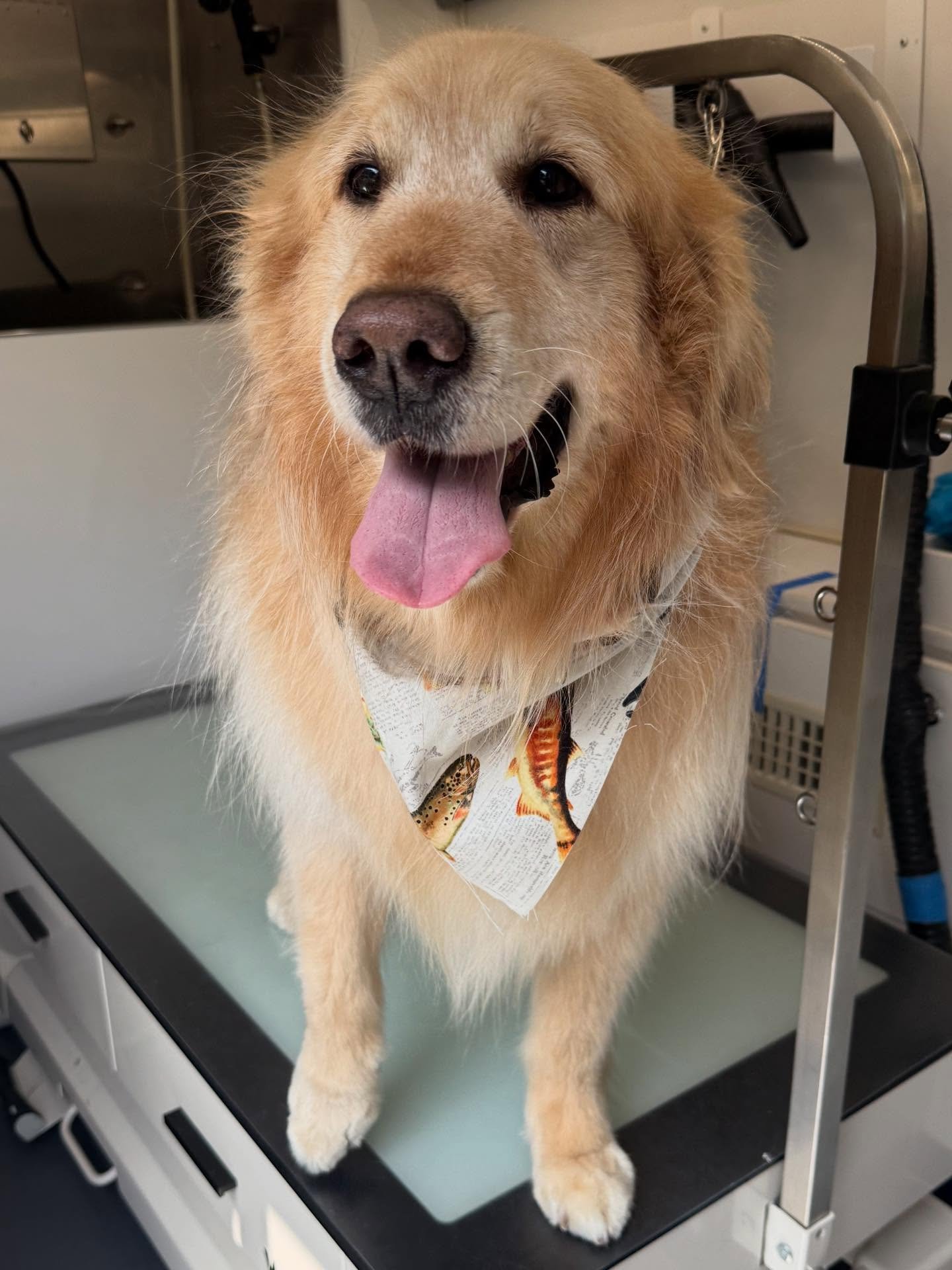 Ripper and Riders&rsquo; first Spa Day with the Groomer Gals! Welcome to the Family! 
💇🛁🐶✨💚
.
.
.

#DogGrooming #PuppyPamper#MobilePetSalon #FurryFriendCare #CanineClean #DogSpaDay #GroomedToPerfection #MobilePetGrooming
#PetGrooming #FluffyAndFr