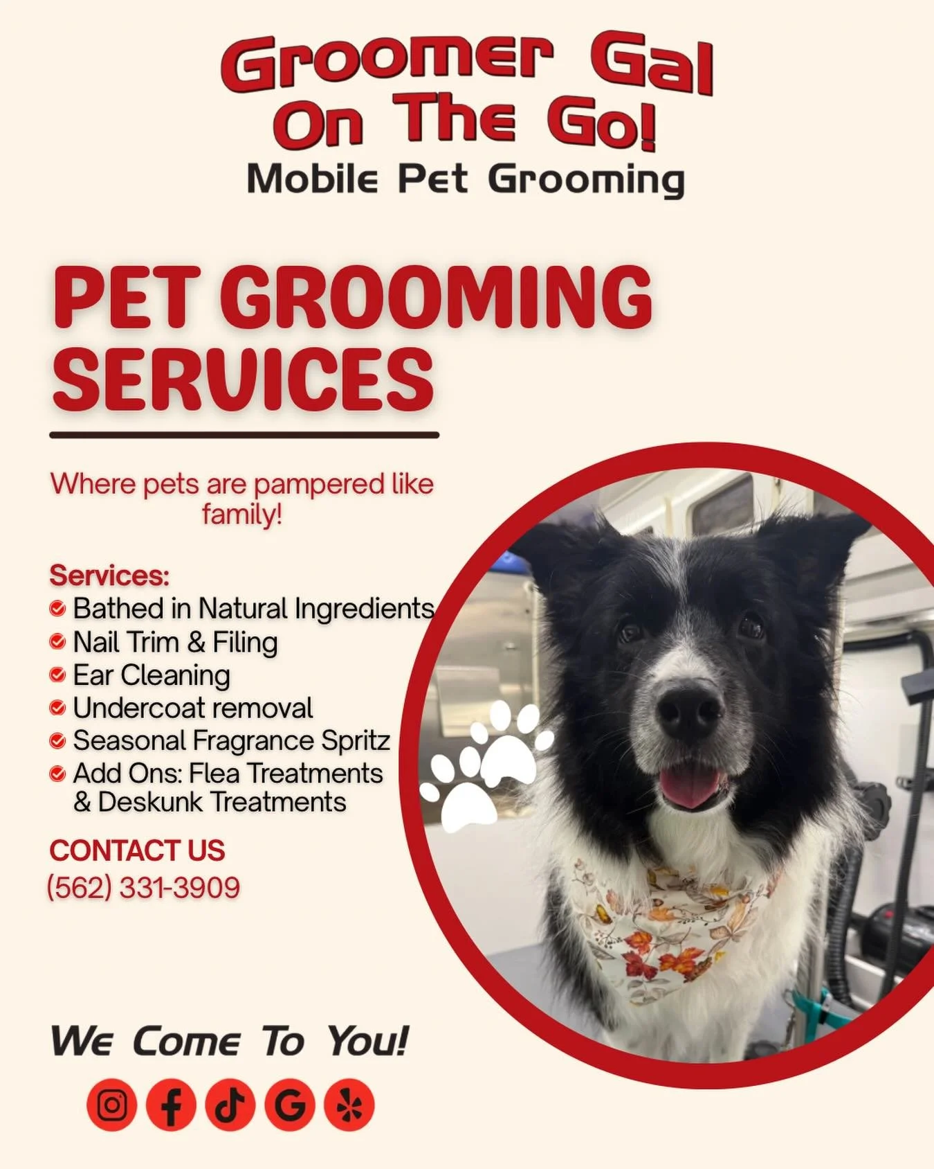 Pampered pets without the stress 🐾✨
Groomer Gal On The Go brings the spa day straight to your door&mdash;because your fur baby deserves the best, right at home.

📲 Book today: (562) 331-3909
#MobileGrooming #PetCare #PamperedPets #DogGrooming #PetS