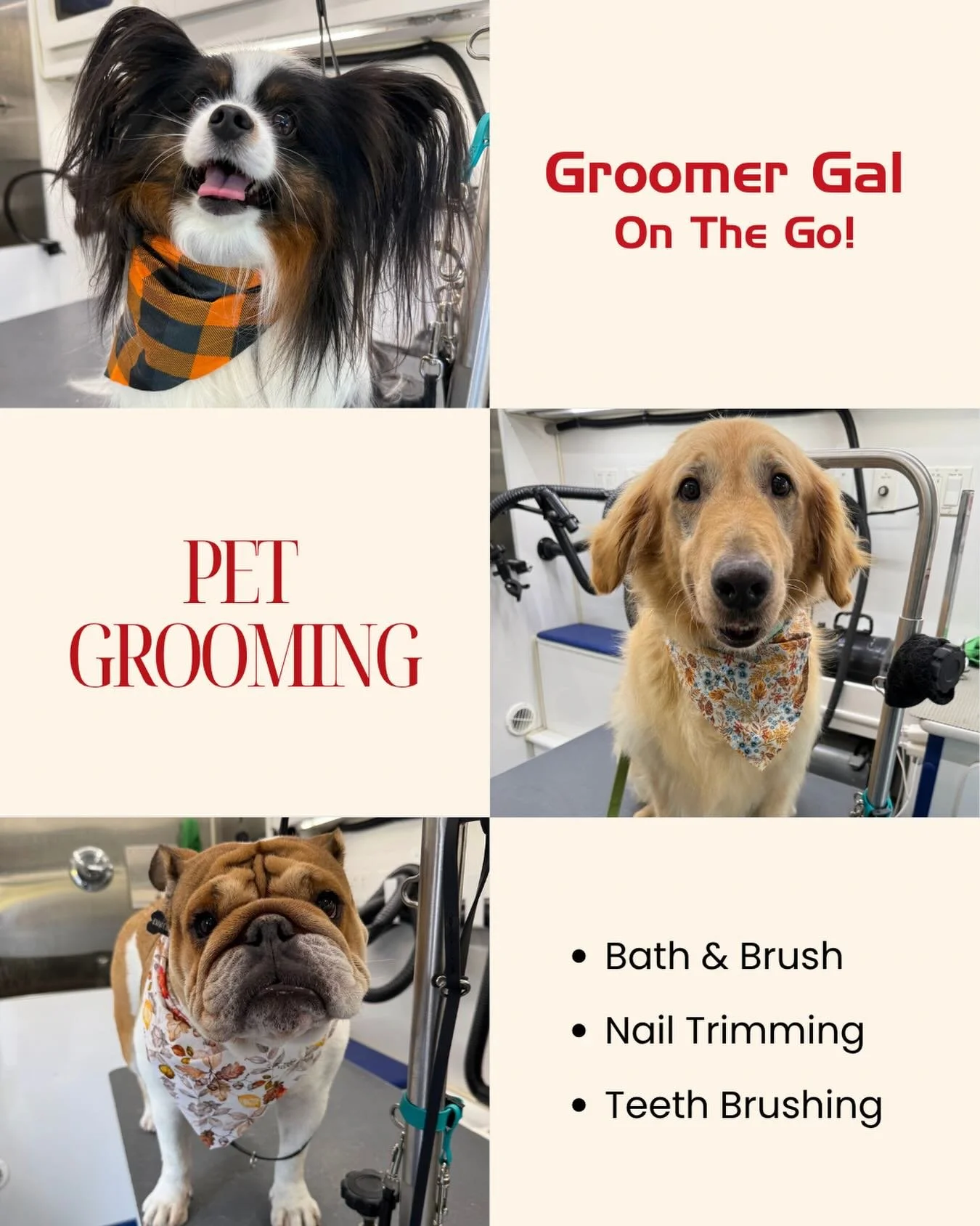 Clean pups and happy tails 🐾✨
Groomer Gal On The Go is keeping your furry besties looking (and feeling) their best&mdash;without the hassle.

From bath &amp; brush to nail trims and teeth brushing, we&rsquo;ve got your pet covered 🛁✂️

Book your pu