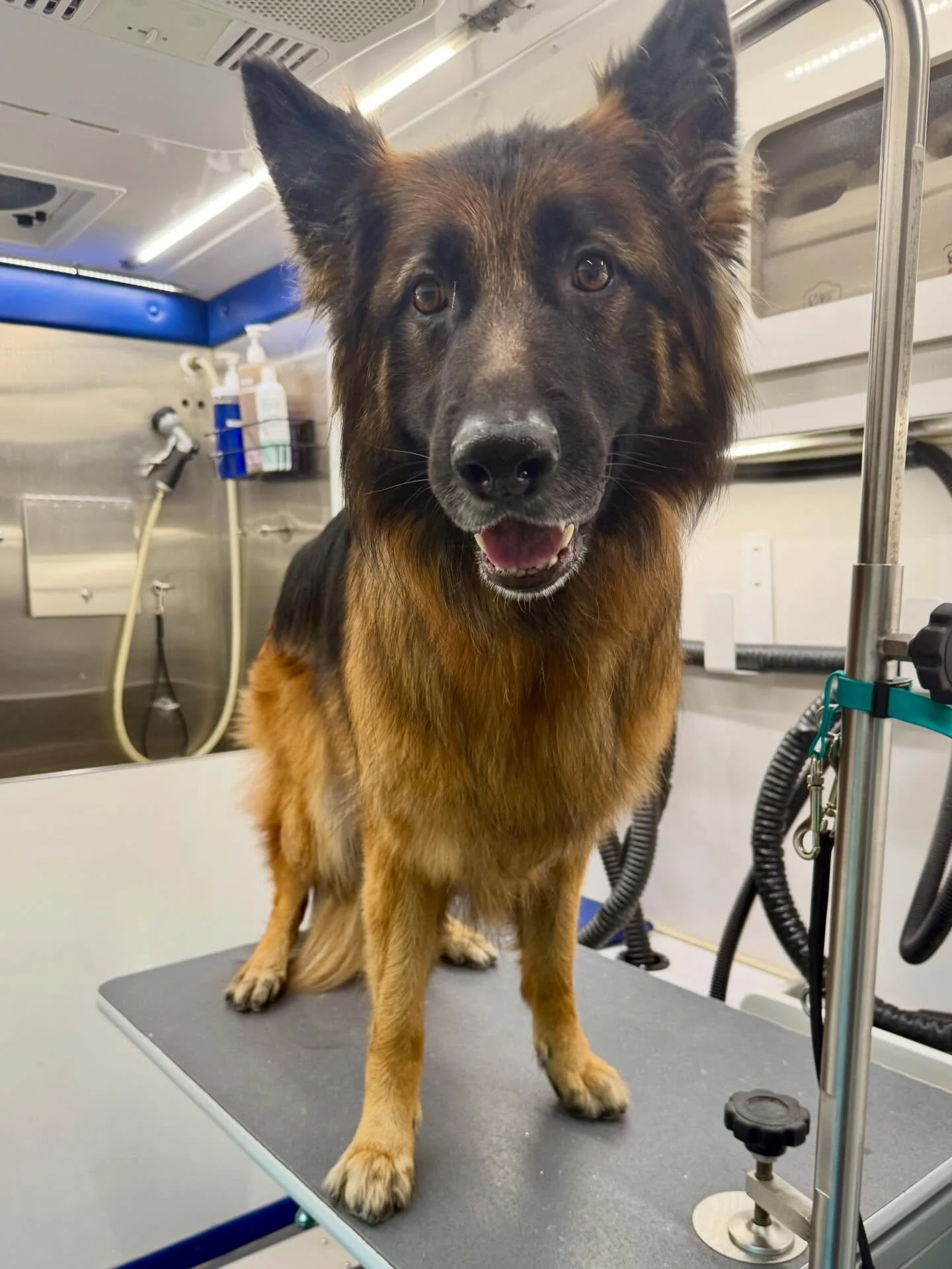 Ava before ➡️ after 😍🐾
Fresh, clean, and feeling fabulous ✨
Your pup&rsquo;s turn next 💅

#DogGroomingLife #FreshAndClean #MobilePetGrooming #DogCare #PamperedPup