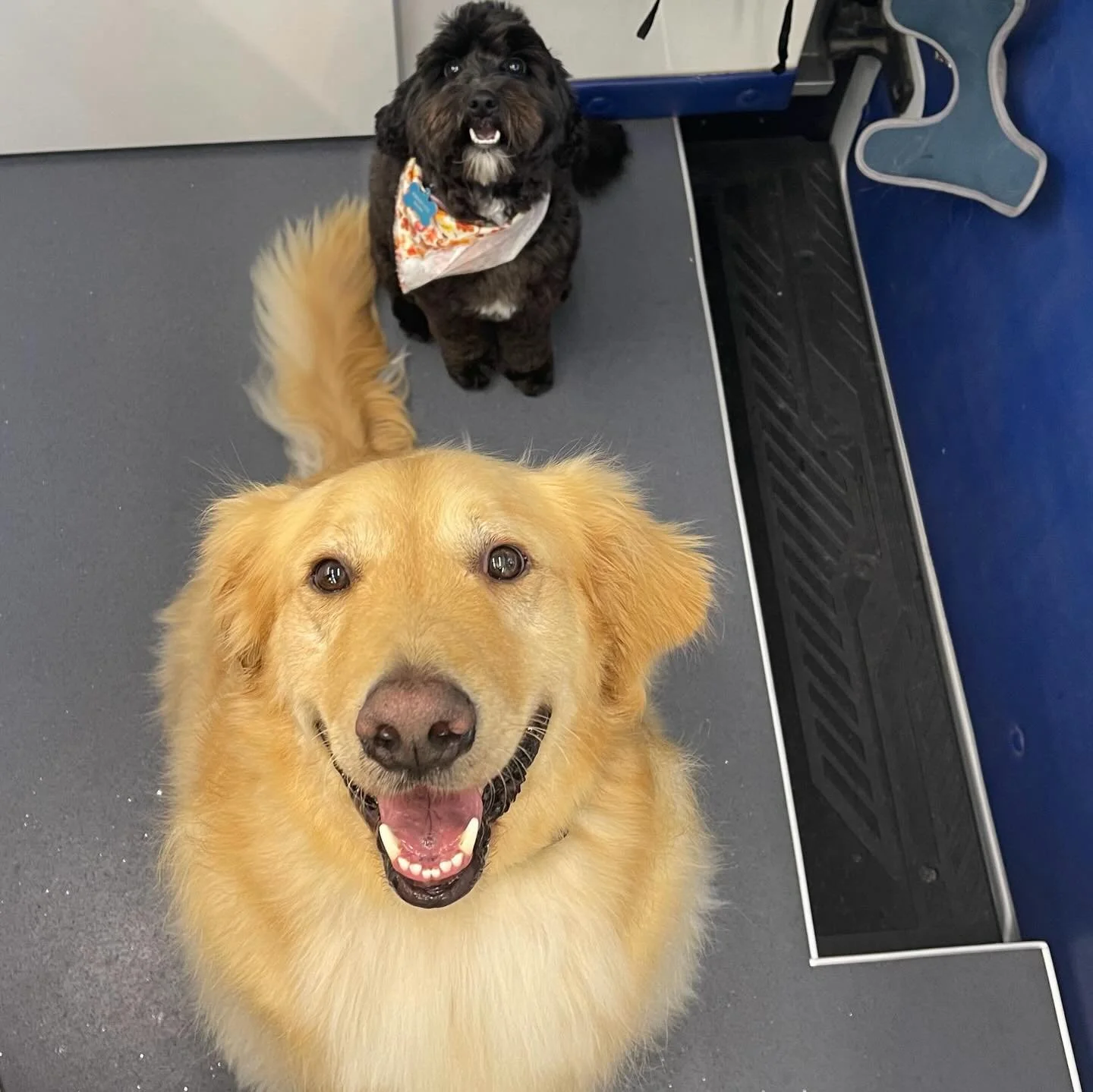 Casper &amp; Salem understood the assignment 🐾✨

From bath time bubbles to fresh, fluffy finishes&mdash;these two cleaned up GOOD 😍 Casper&rsquo;s golden glow + Salem&rsquo;s fresh cut combo = the cutest duo on the block.

Nothing better than a goo