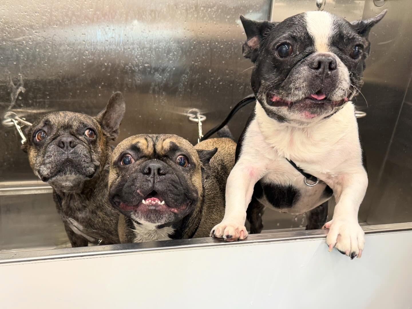 Squad goals: clean, fresh, and ready to steal hearts 🐾✨
Chandler, Joey &amp; Odie came through for the full spa treatment with Groomer Gal On The Go&mdash;baths, fresh bandanas, and all the good boy energy 💙

From bath time zoomies to post-groom sm