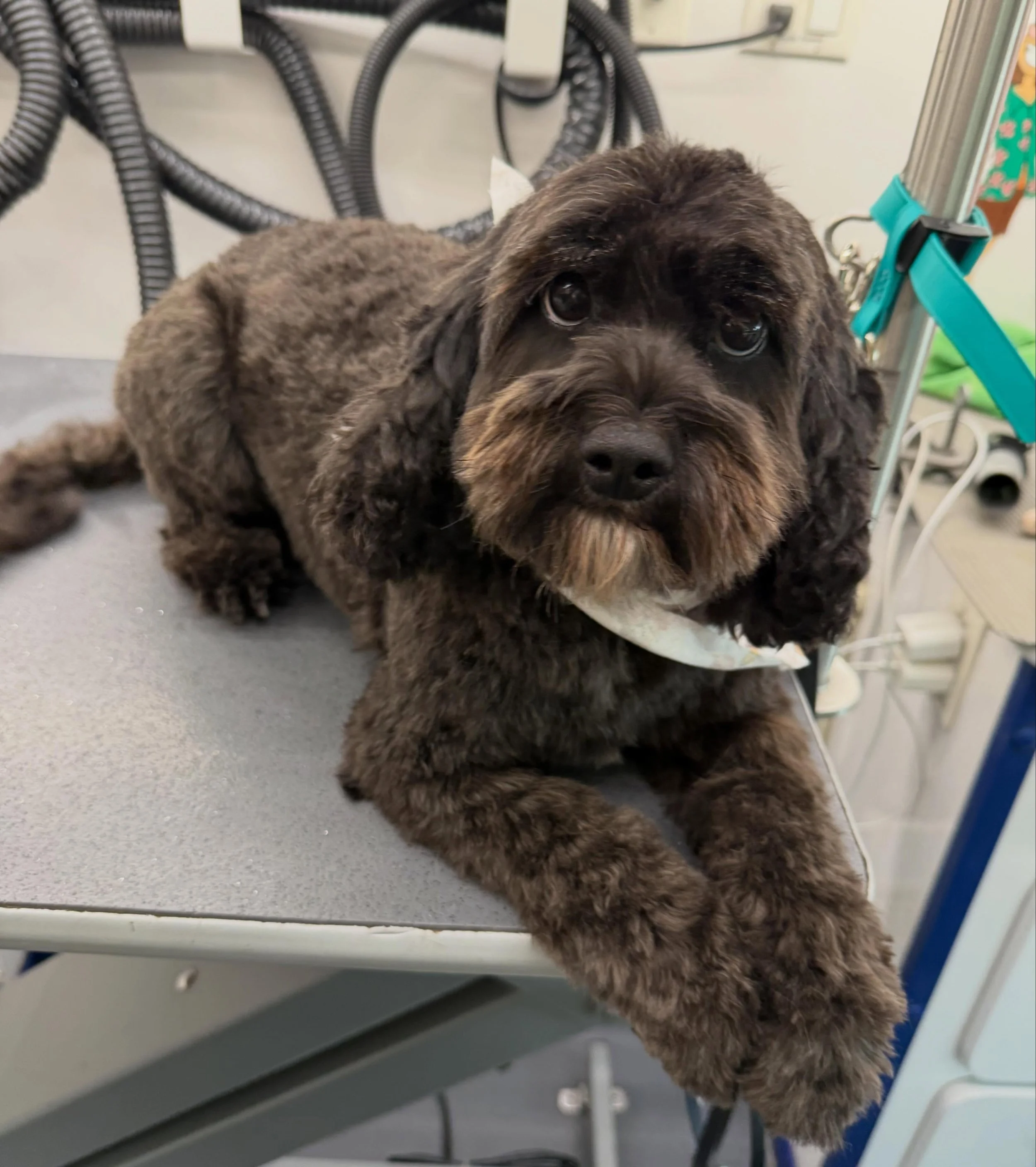 Salem came in for the full spa treatment and left looking fresh, fluffy, and absolutely adorable 🖤✂️
Groomer Gal On The Go has your pup covered with stress-free mobile grooming right at your doorstep 🐾✨

Book your pup&rsquo;s next full groom today!