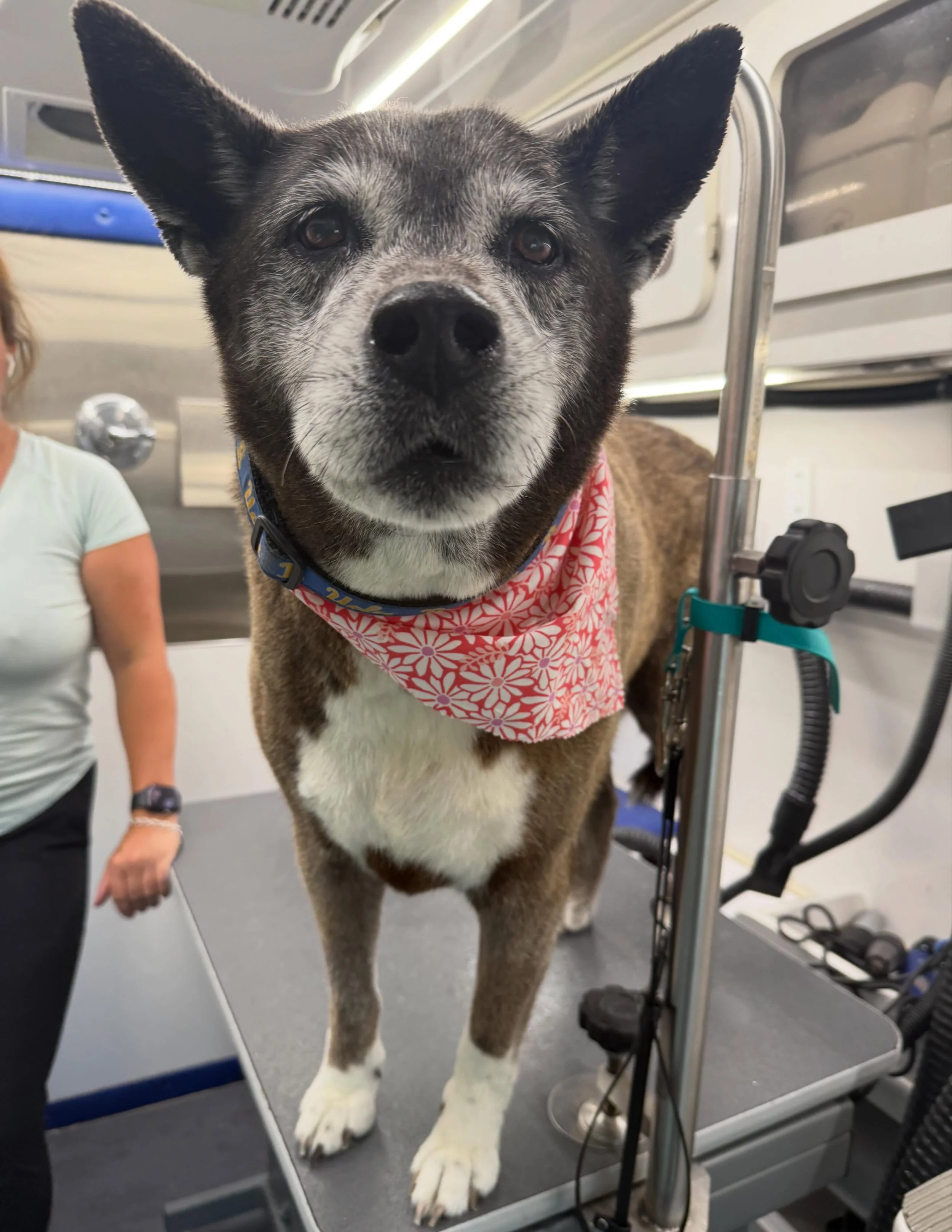 Sweet Maggie May all freshened up and looking as cute as ever 🐾✨
Those sugar-sprinkled little ears and sweet gray face deserve all the love. Groomer Gal On The Go keeps your pups feeling clean, comfortable, and cared for &mdash; right from your driv